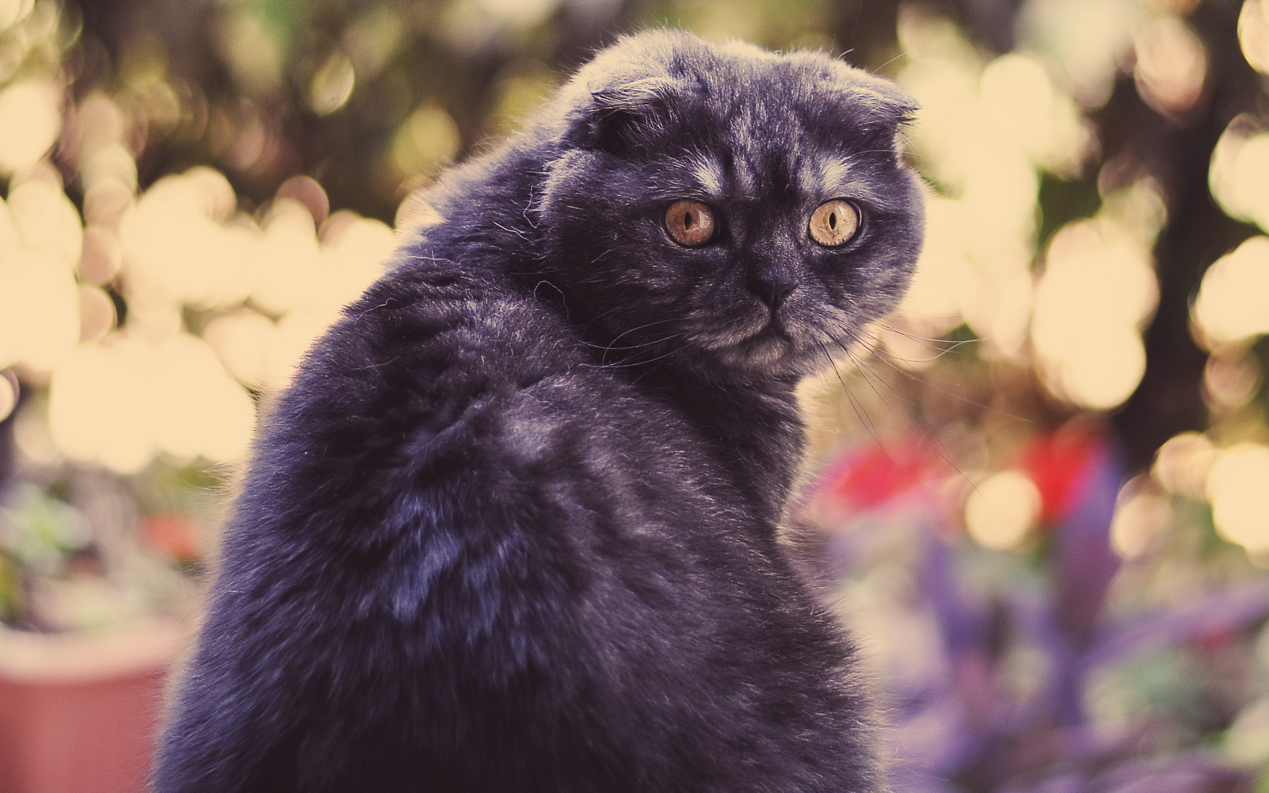 кот, кошки, густой