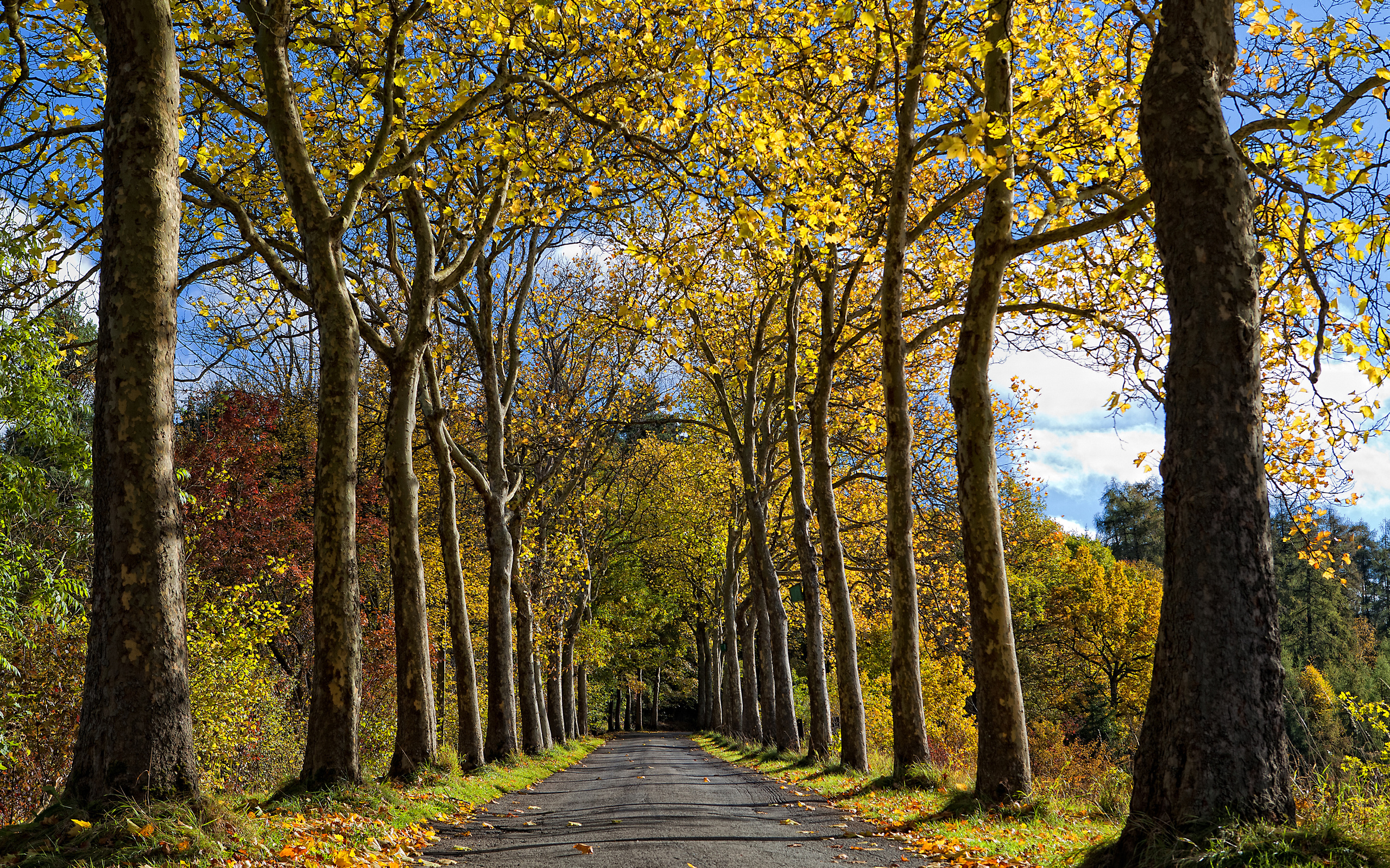 деревья, выстилающие дорогу в парке со скамейкой на боку