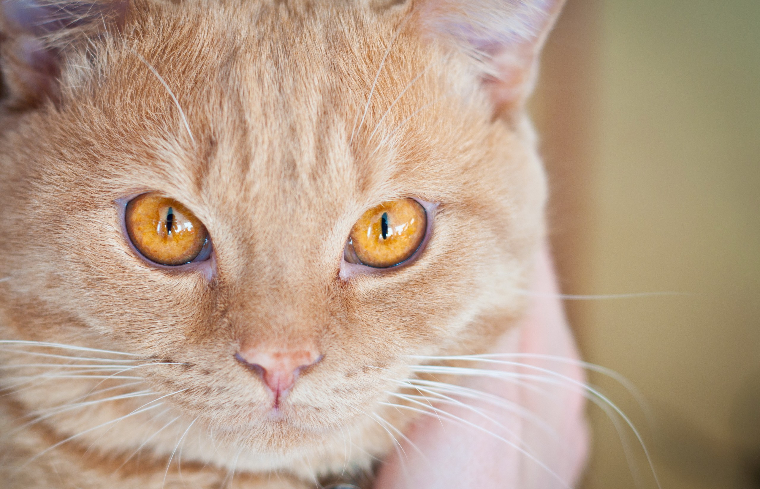 Лицо кисы. Шотландский прямоухий янтарные глаза. Янтарные глаза у кошки. Кот с янтарными глазами. Рыжая кошка с янтарными глазами.