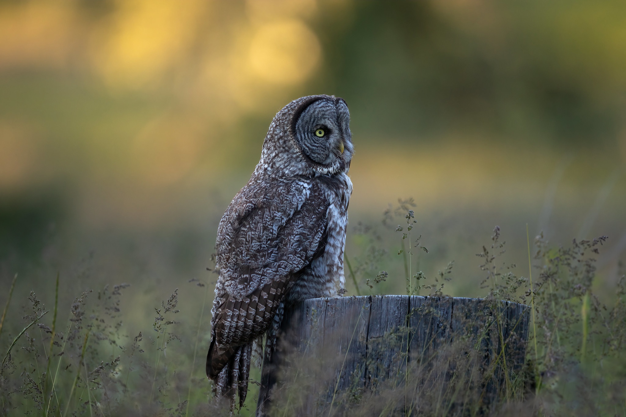 сова, синий, птица
