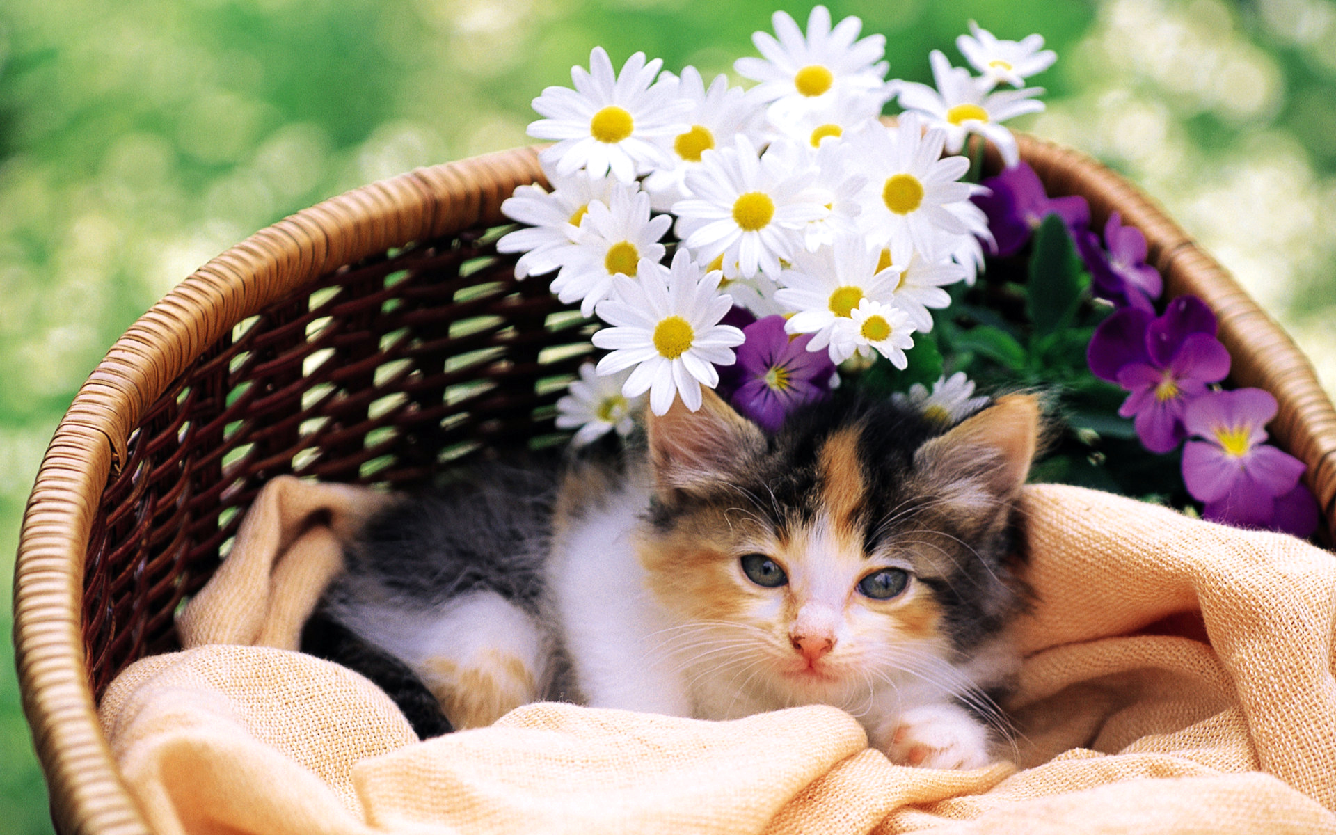 кошки, кошек, нижнем