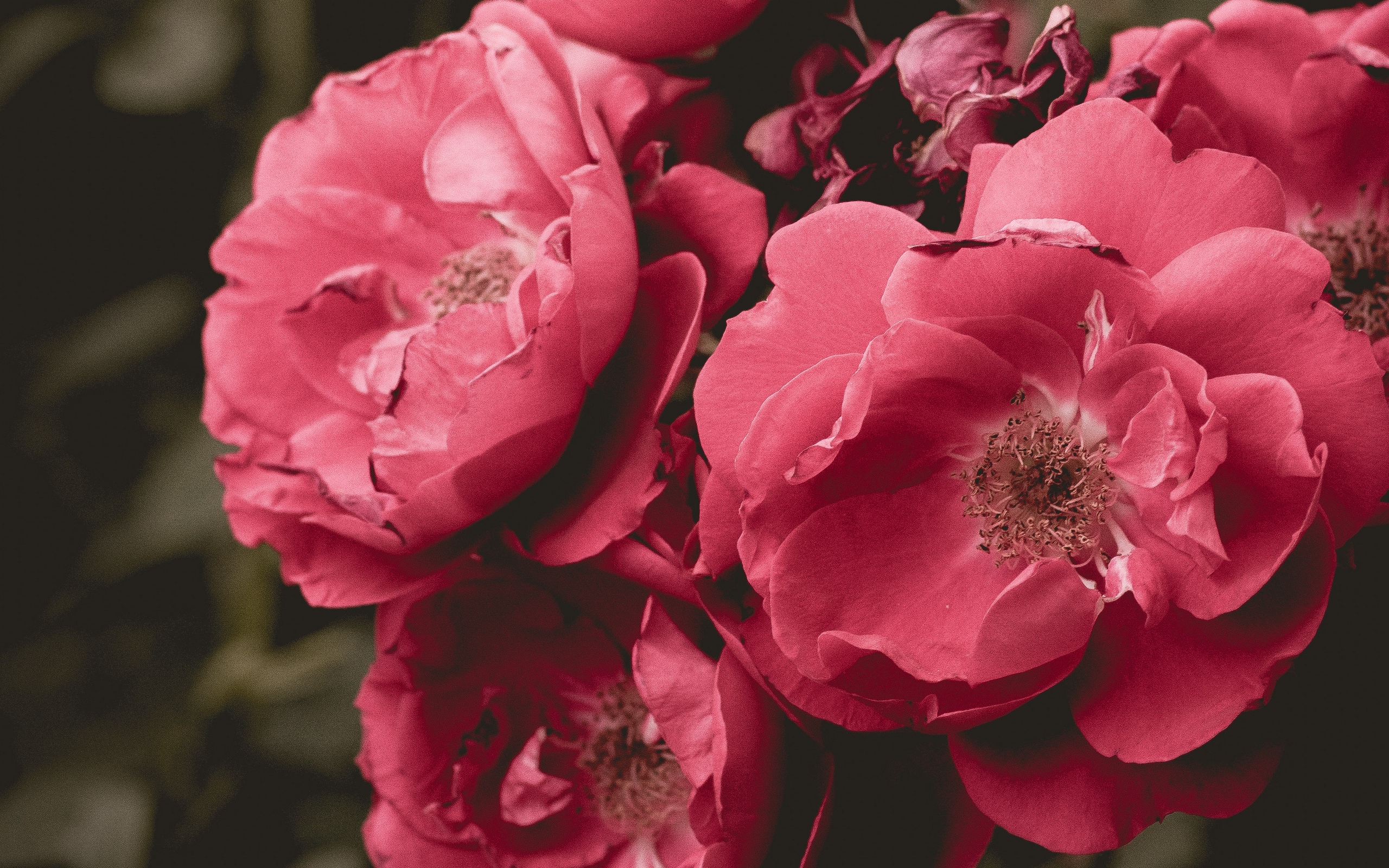 дикие, пирожные