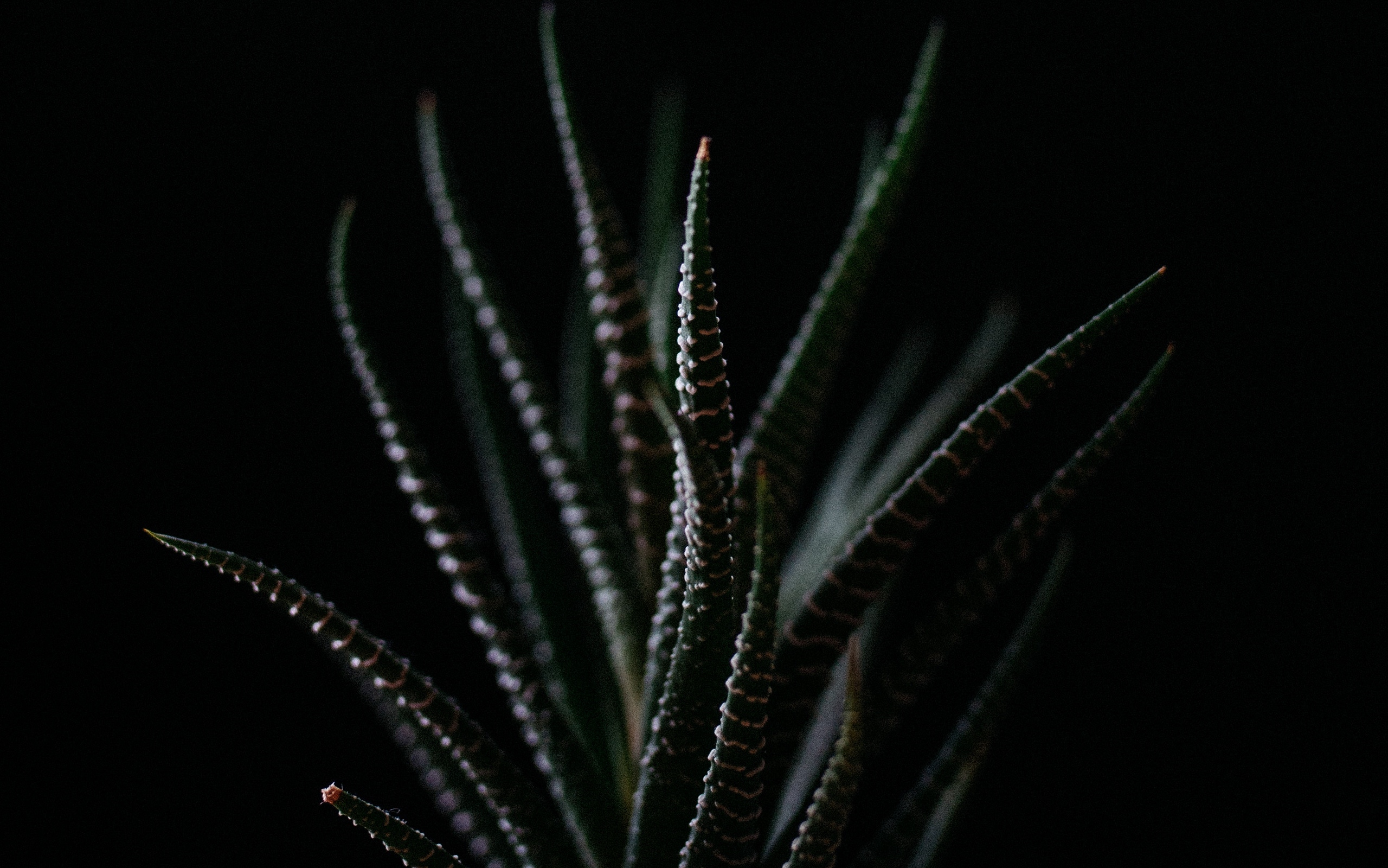 aloe