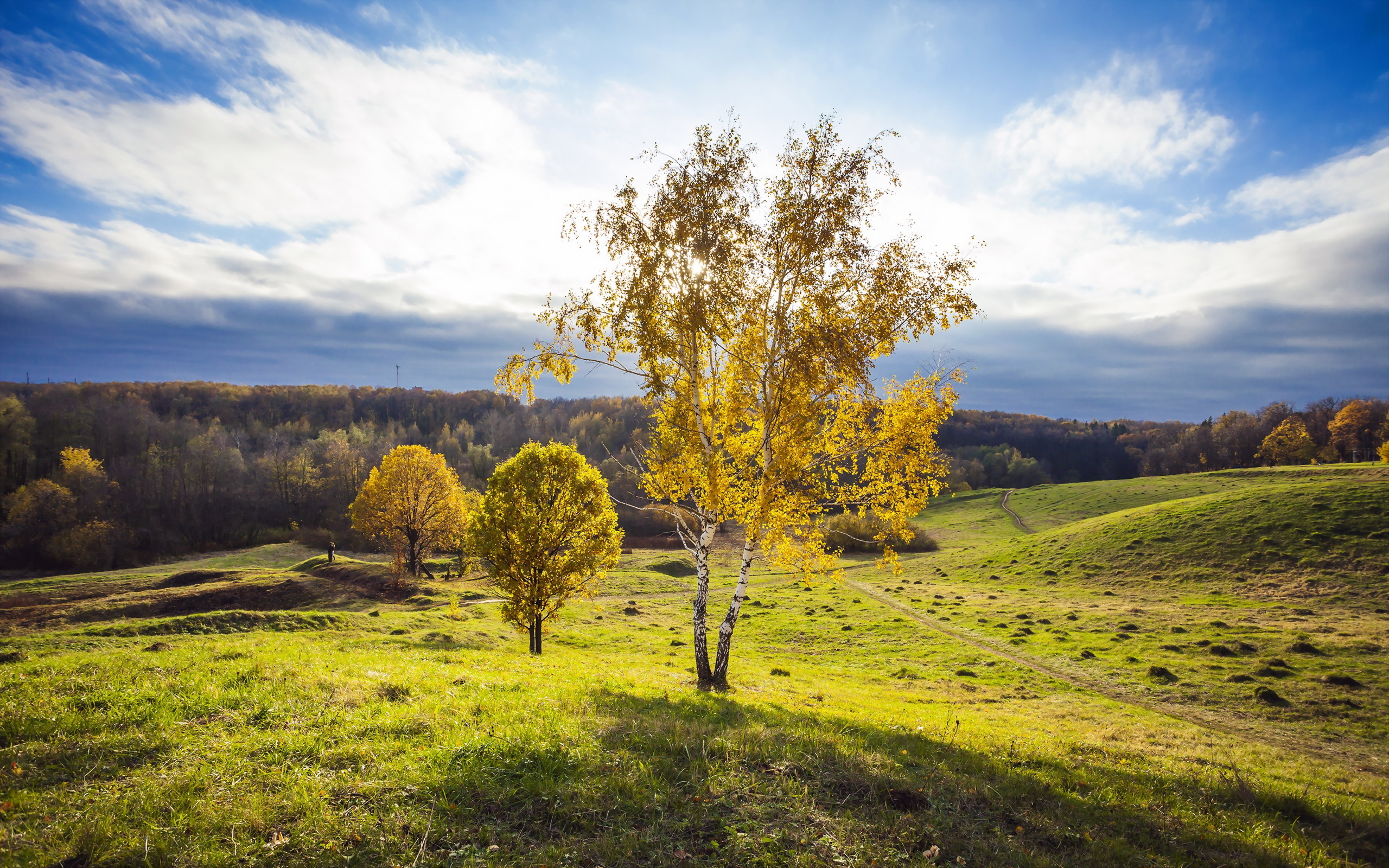 поле, береза, природа