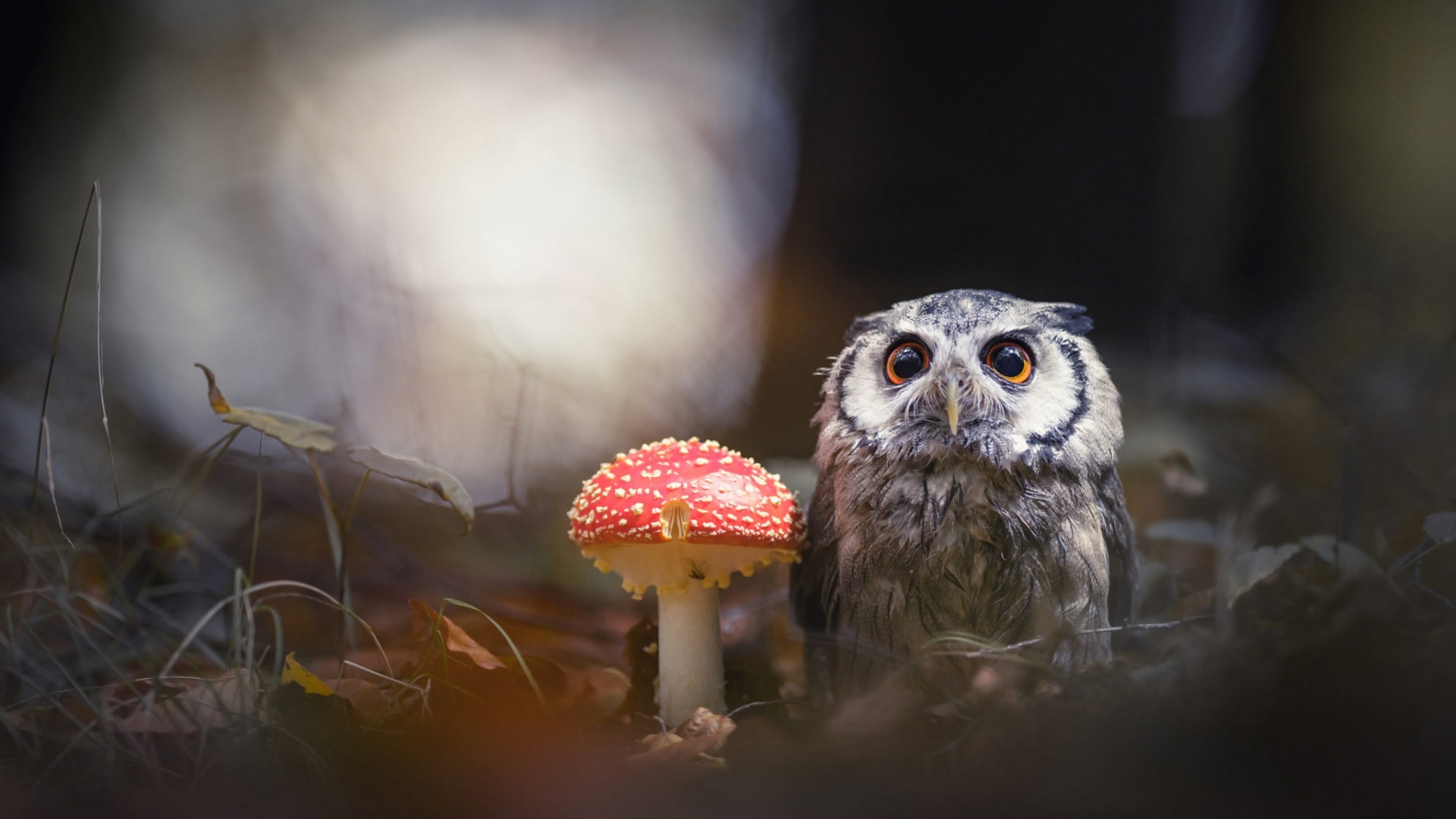 центр, сова