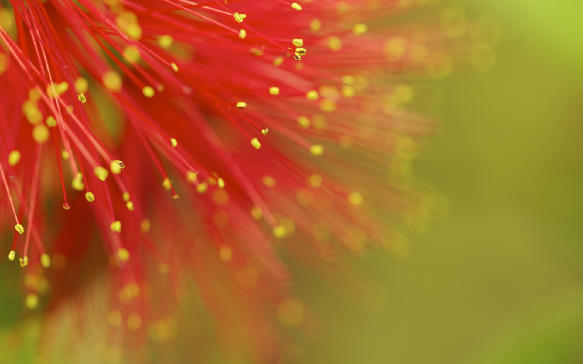 mimosa, red, fondos