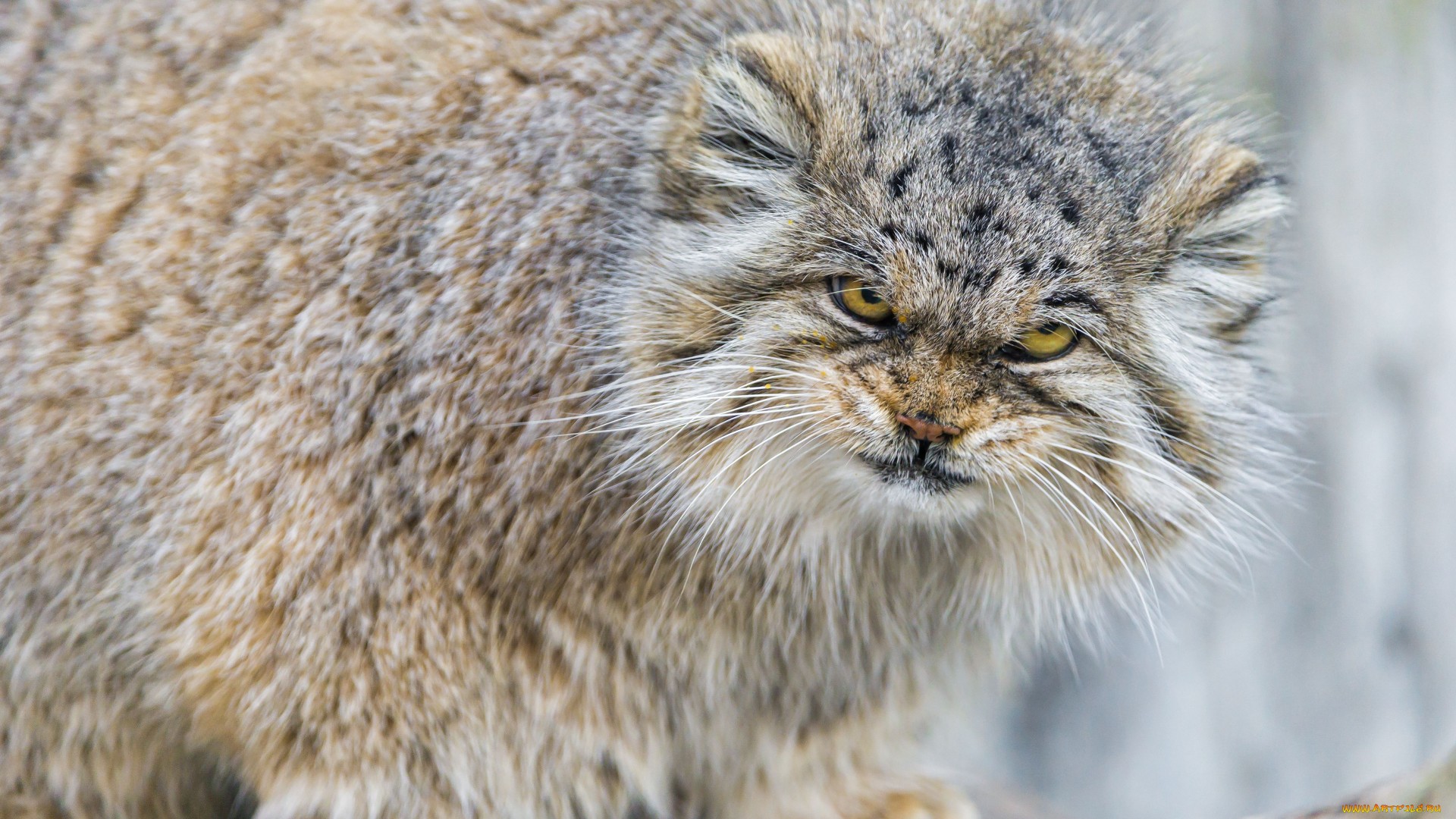 манул, кот, манула