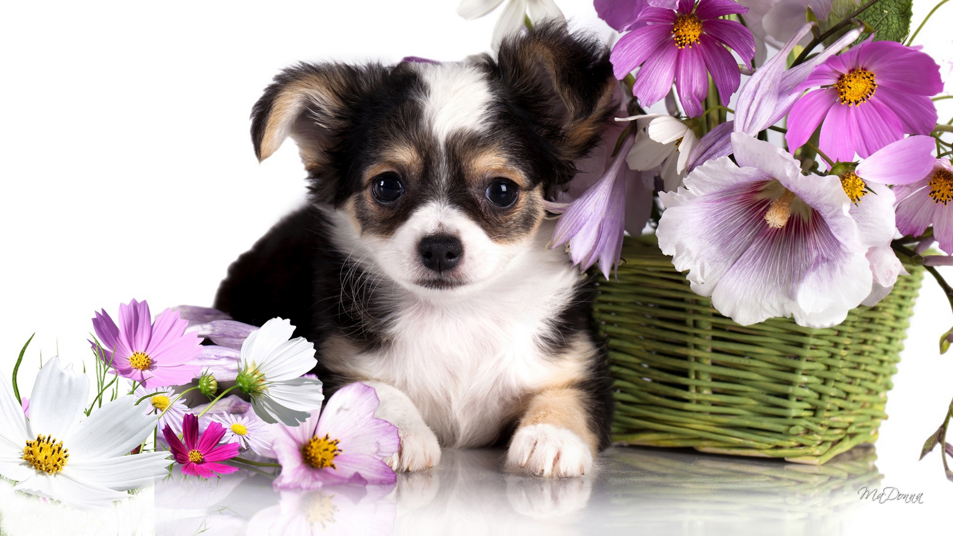 собака, чихуахуа, аккаунт