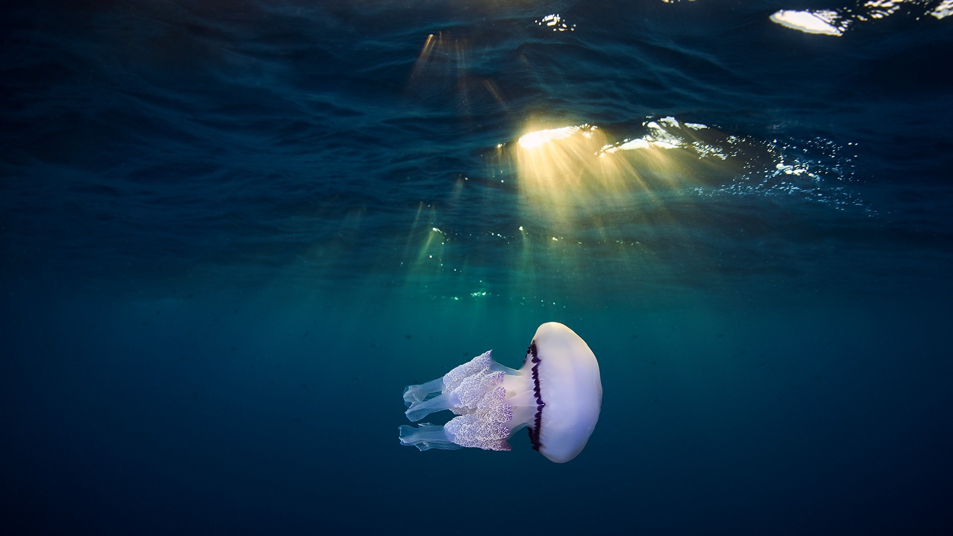jellyfish, live, explore