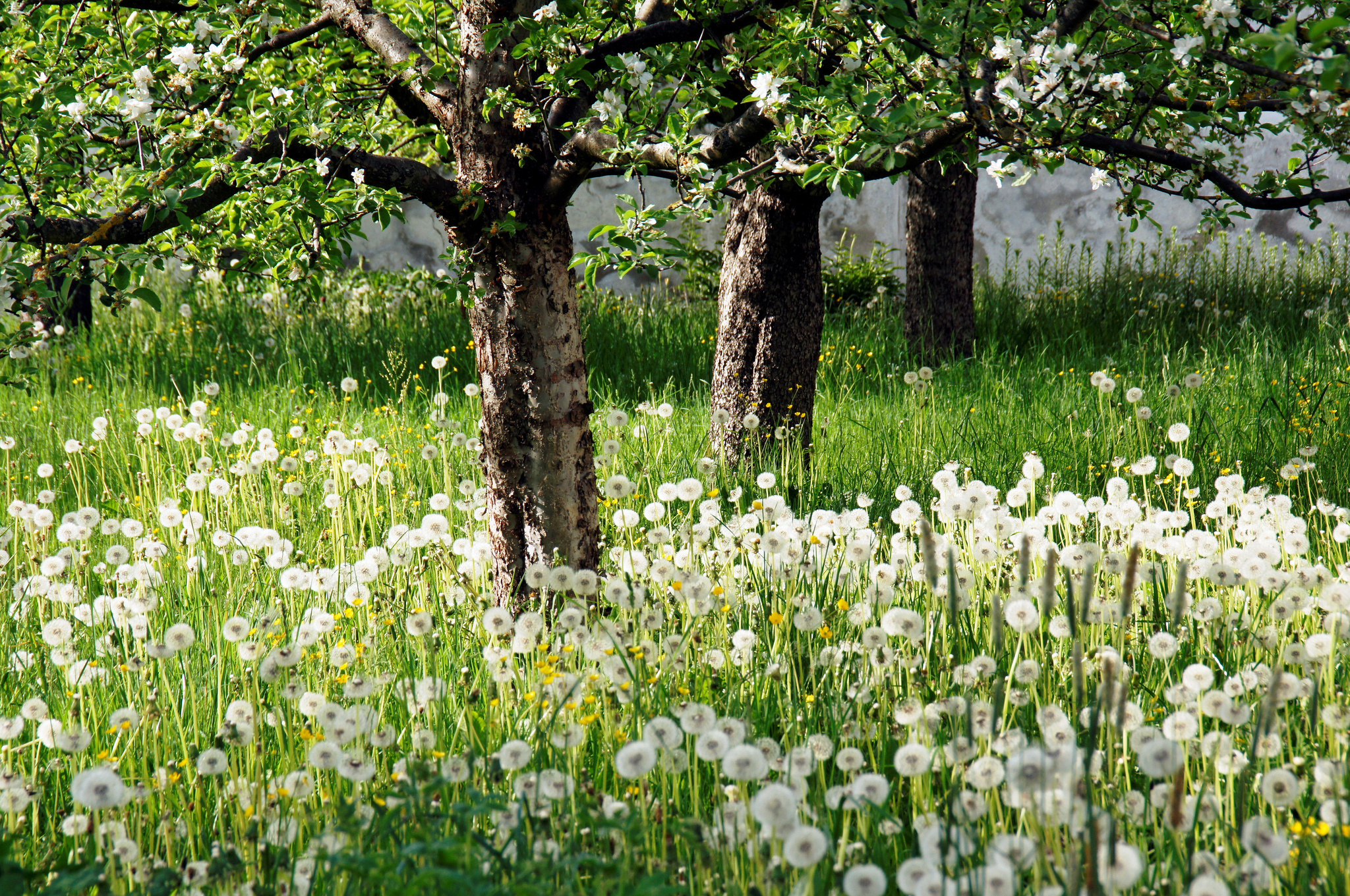 весна цветение дерево поле загрузить