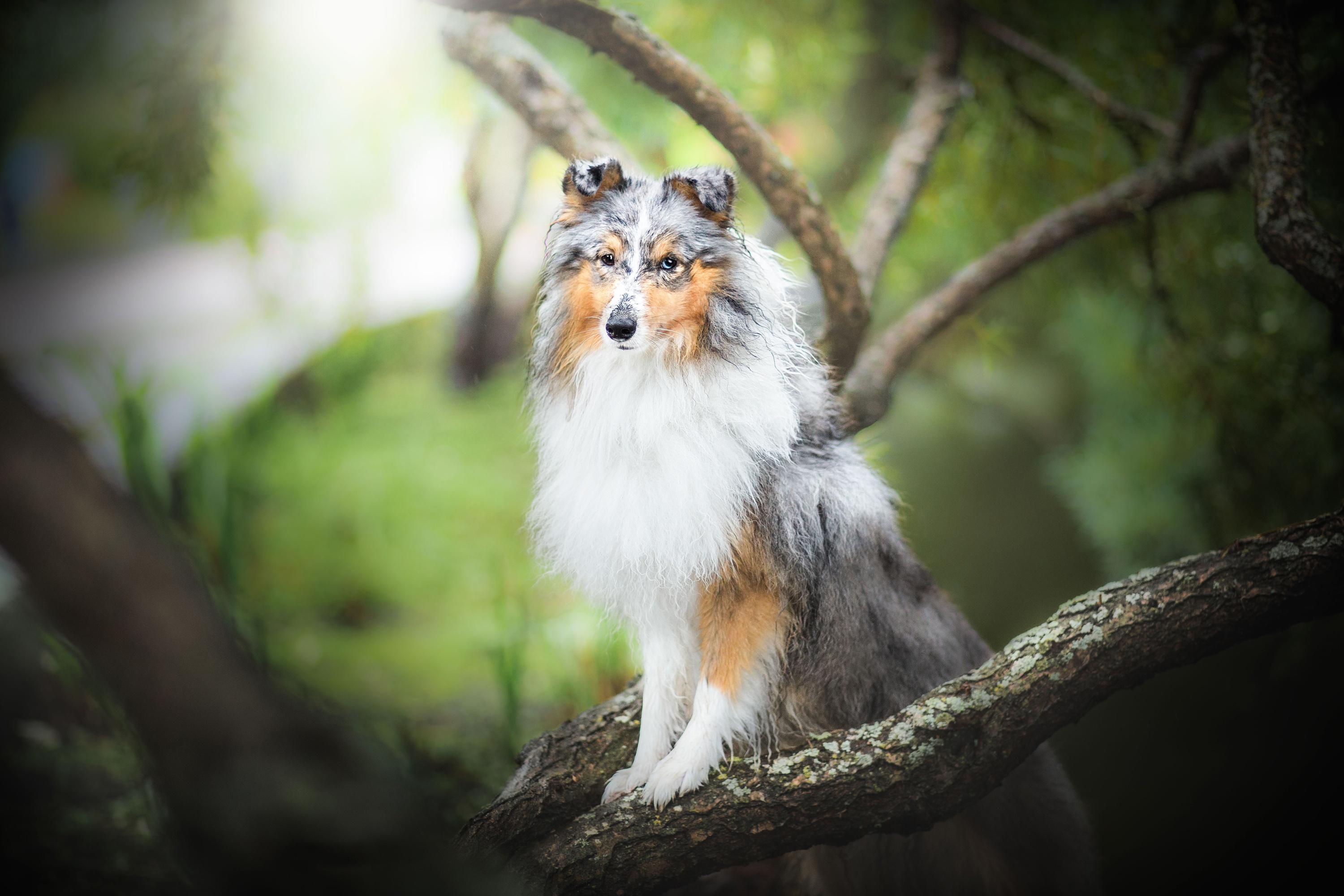 амико, тростник