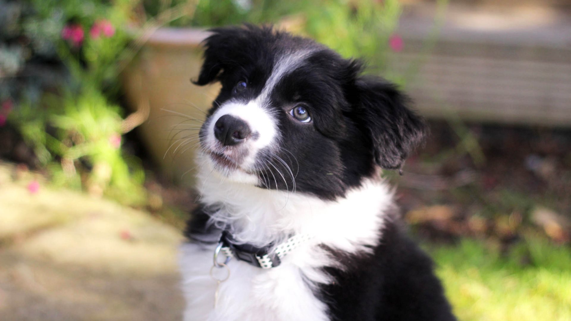 кенок, келли, граница