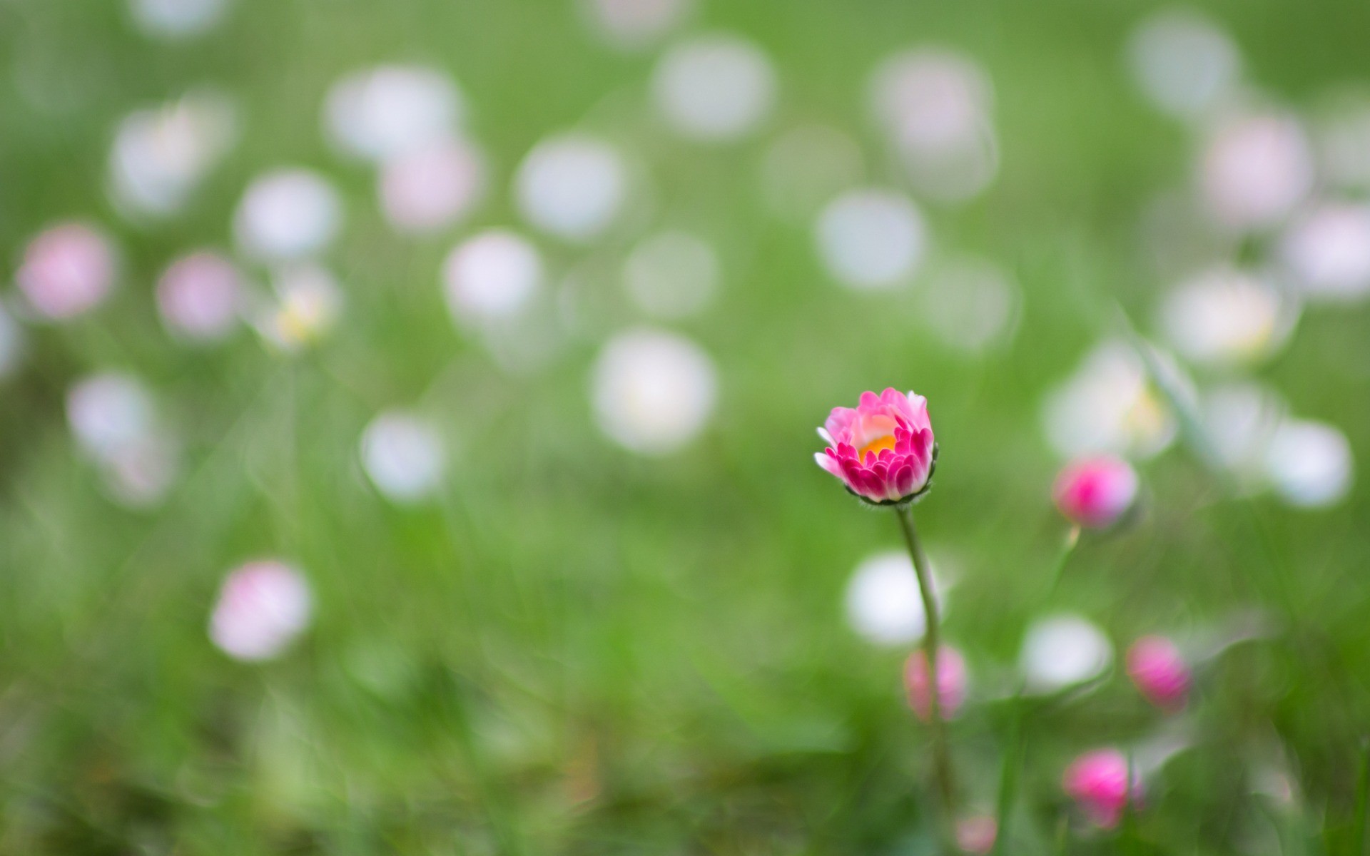 цветы, тюльпан