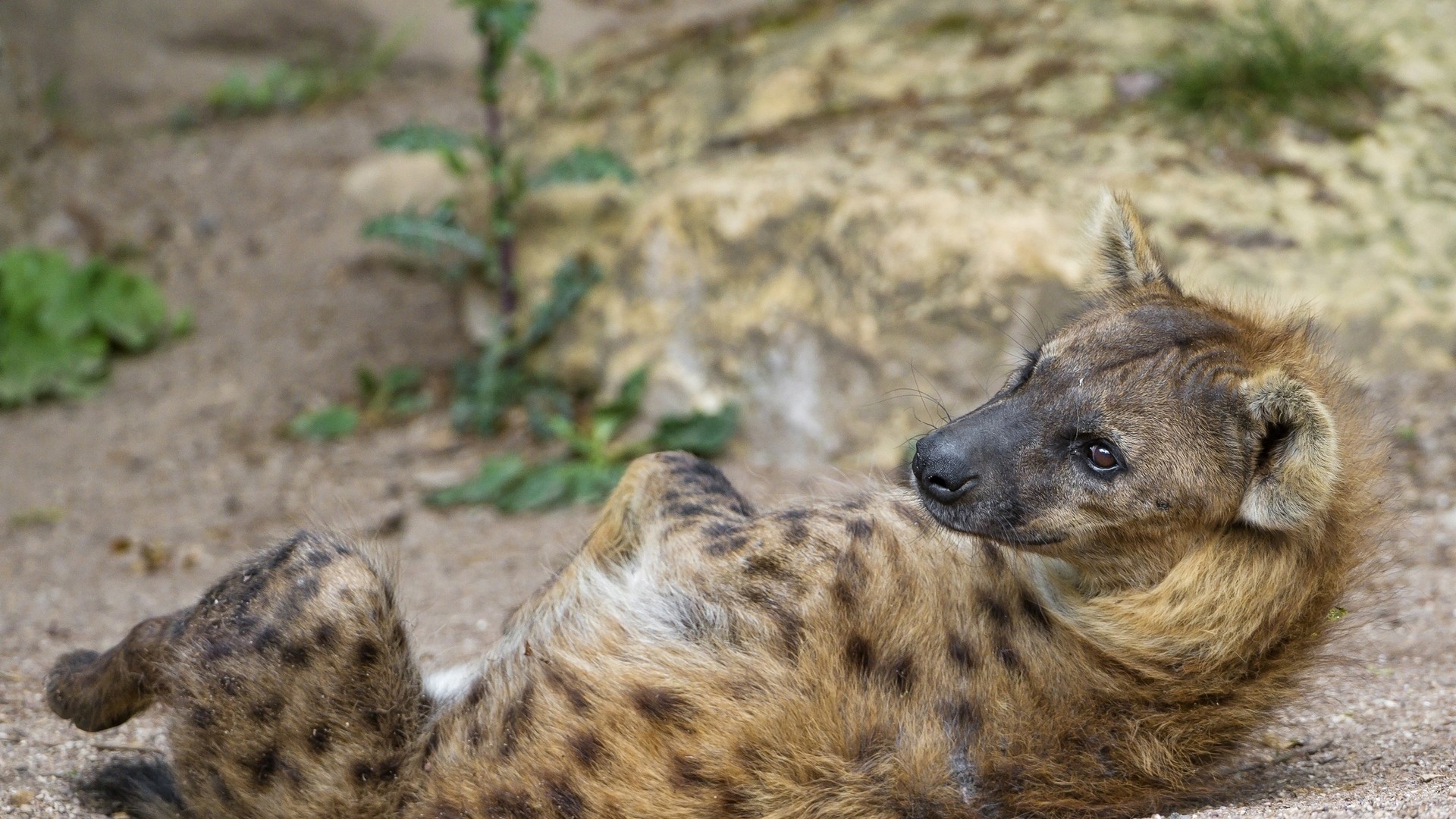 hyena