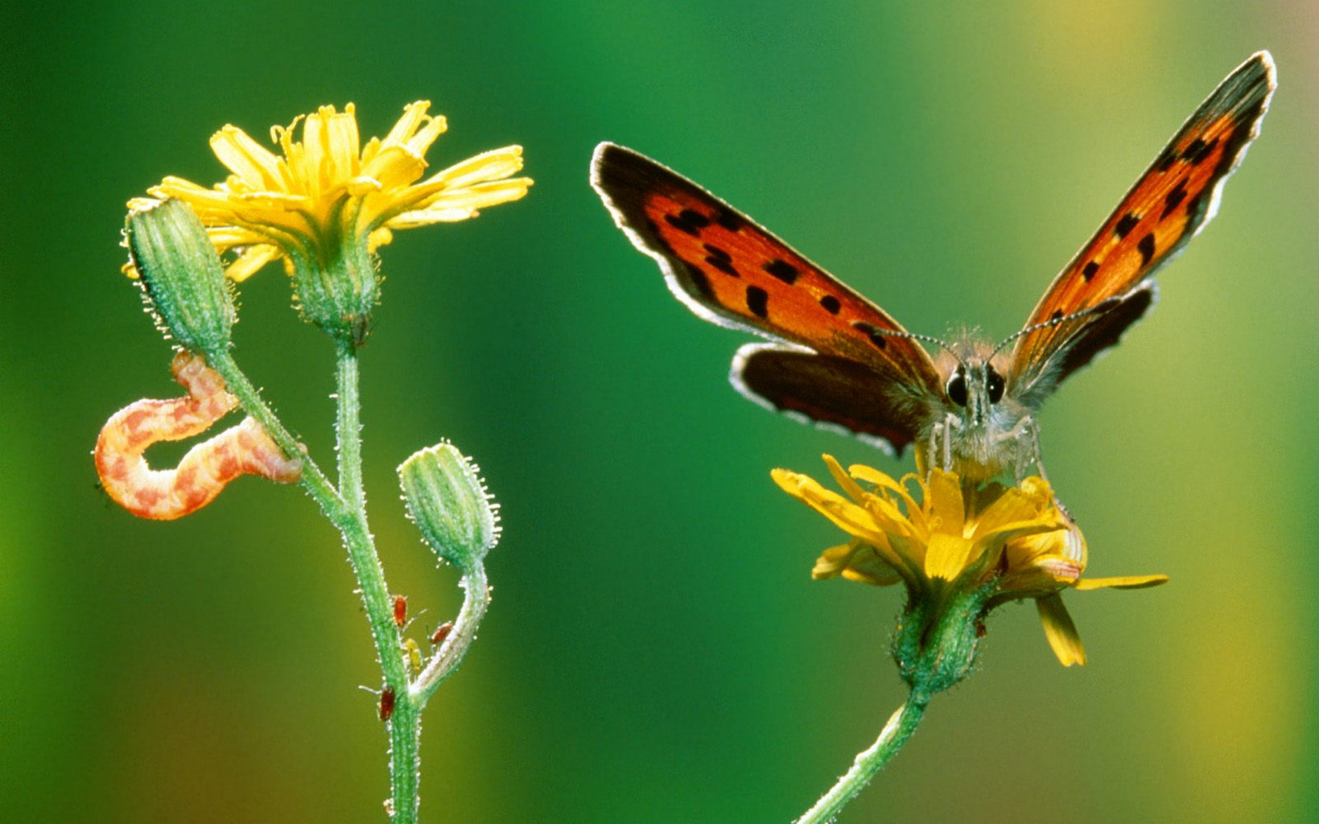 butterfly, hinh