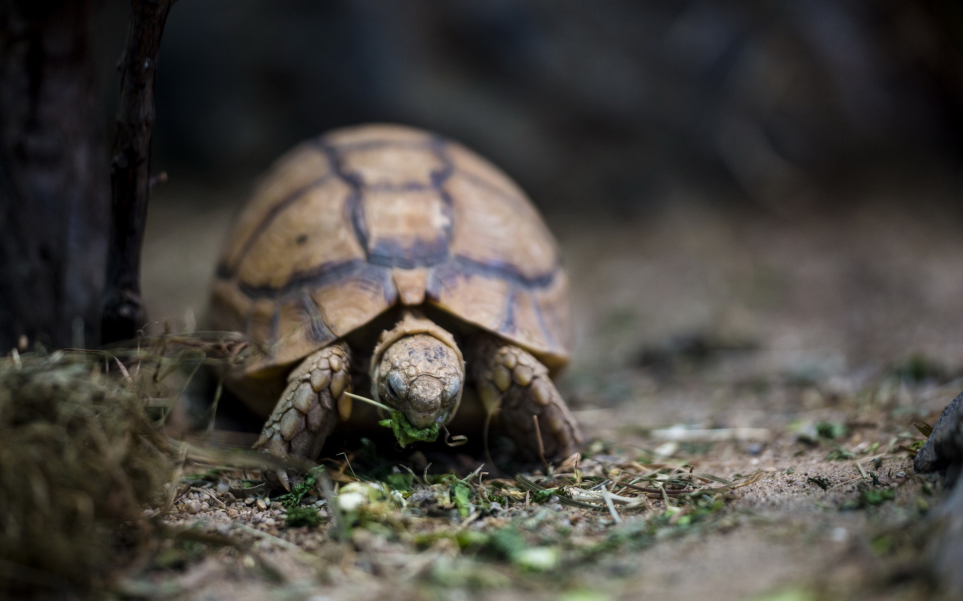 природа животные черепаха крупный план загрузить