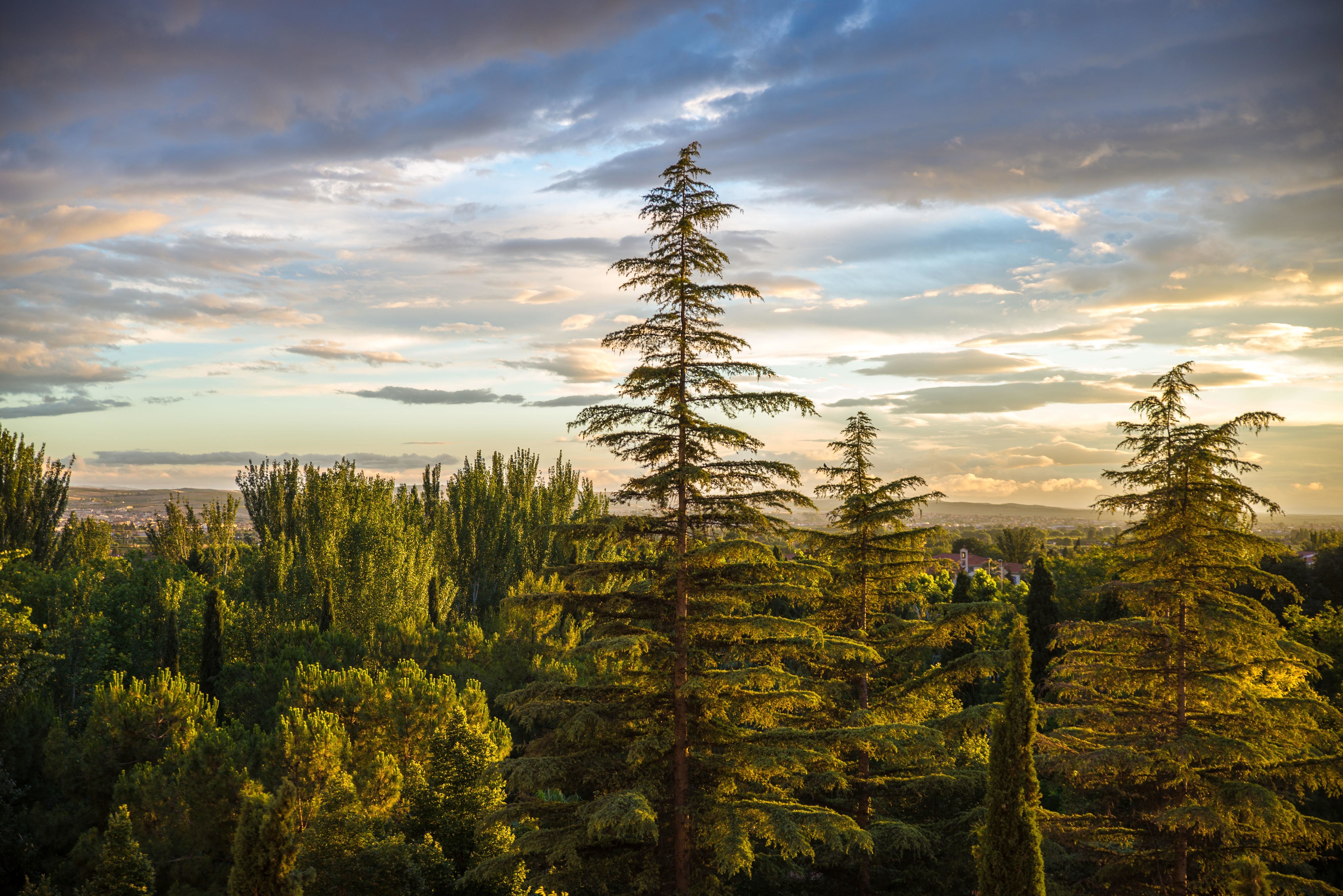 Fir forest. Ель в лесу. Хвойный лес и небо. Сосновый лес. Российские леса.