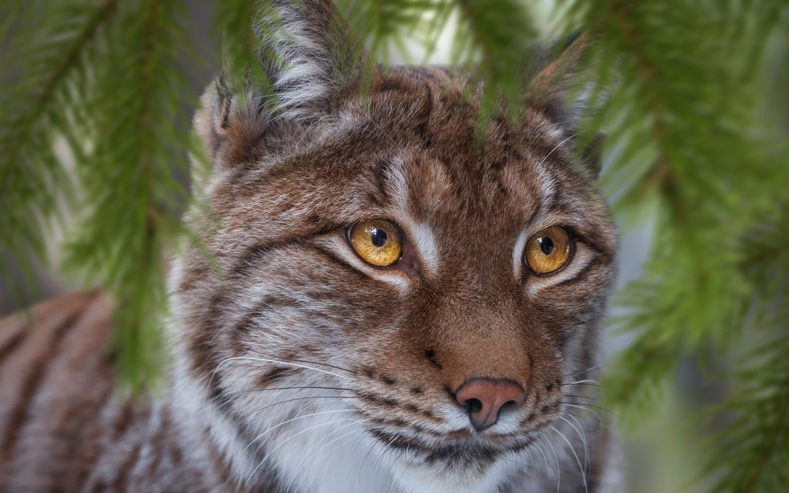 рысиные, ножи, животные