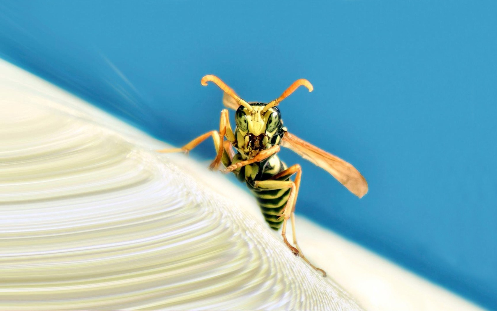 wasps, макро