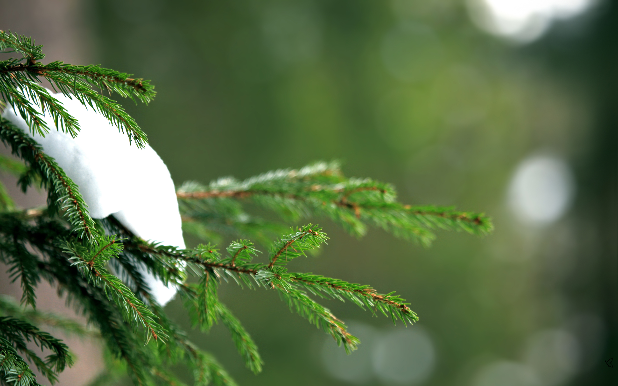 Green winter. Ель в снегу. Зимняя ветка. Еловые ветки в снегу. Ветка елки в снегу.