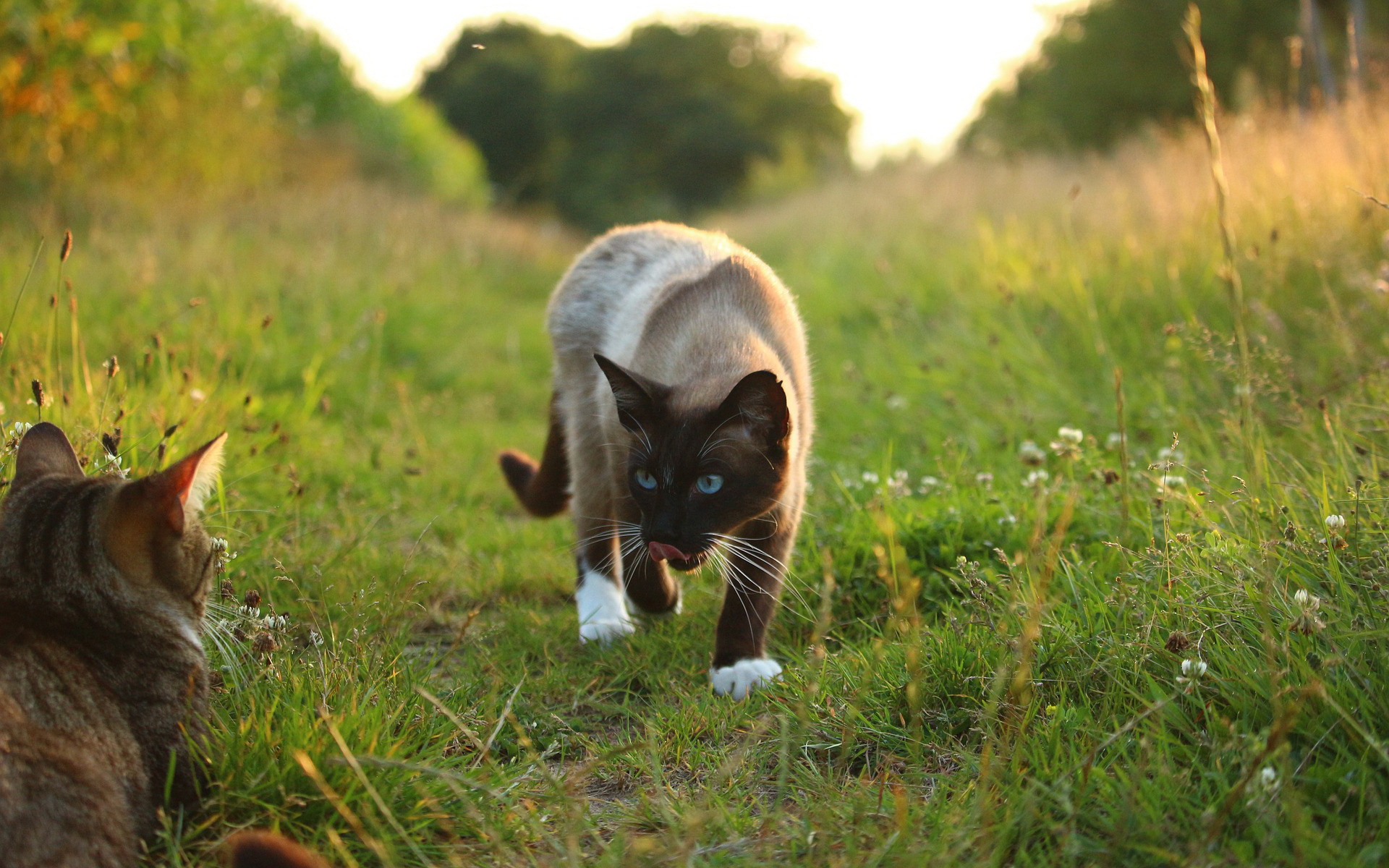 Фото Коты Онлайн