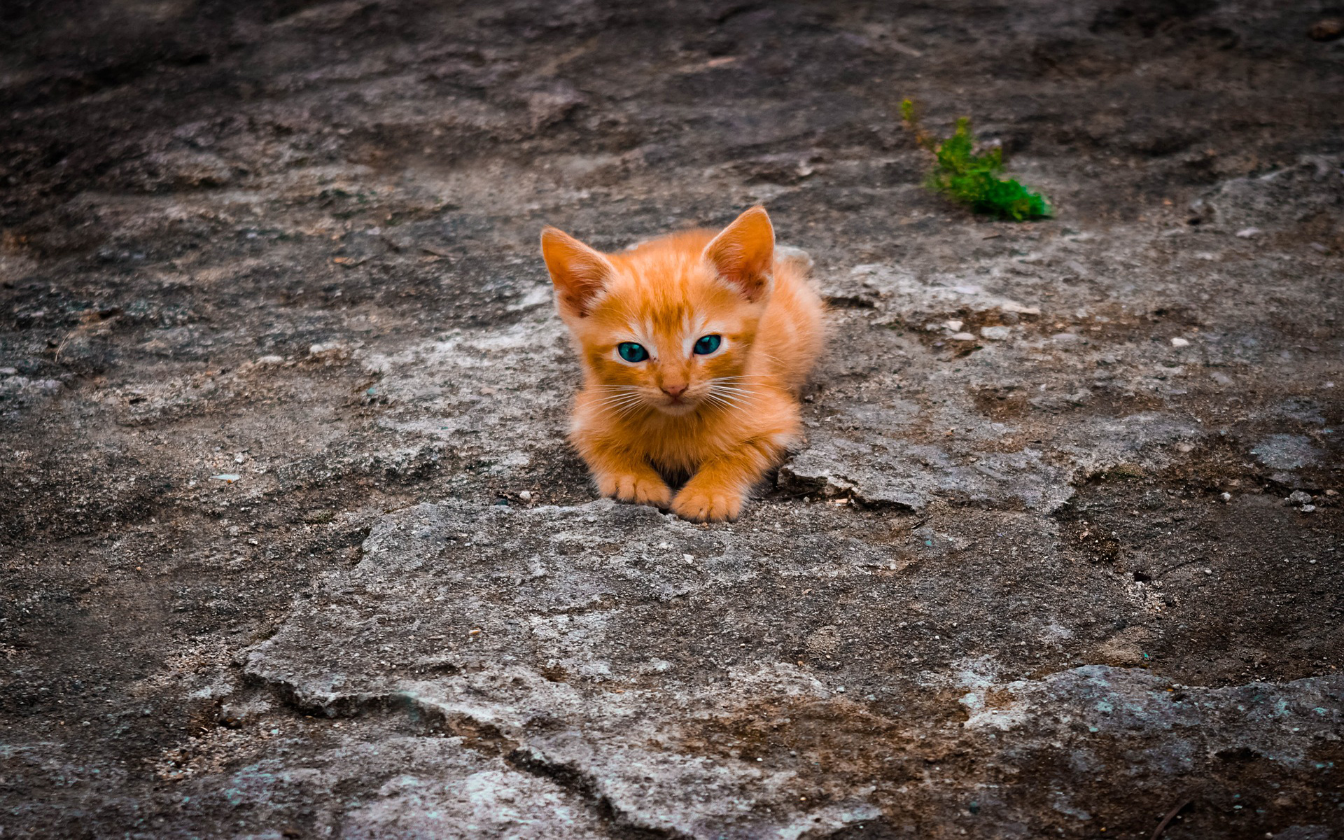 животное, котенок