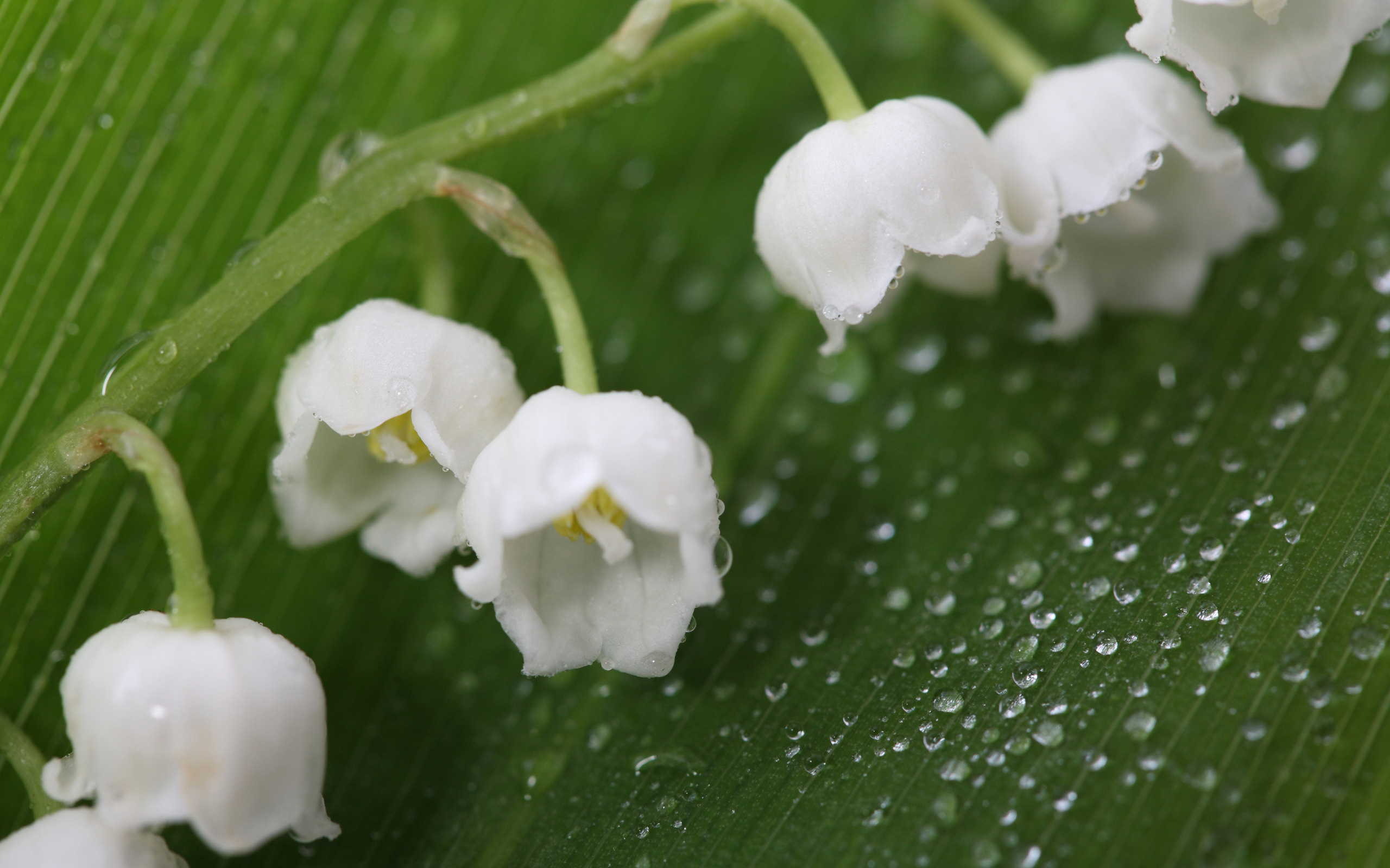 природа белые цветы ландыши загрузить