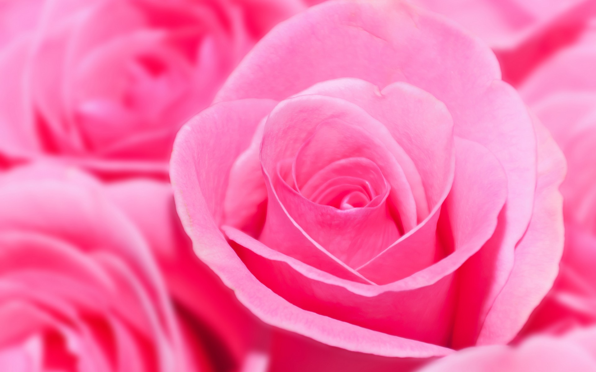 Роза розовая бесплатно