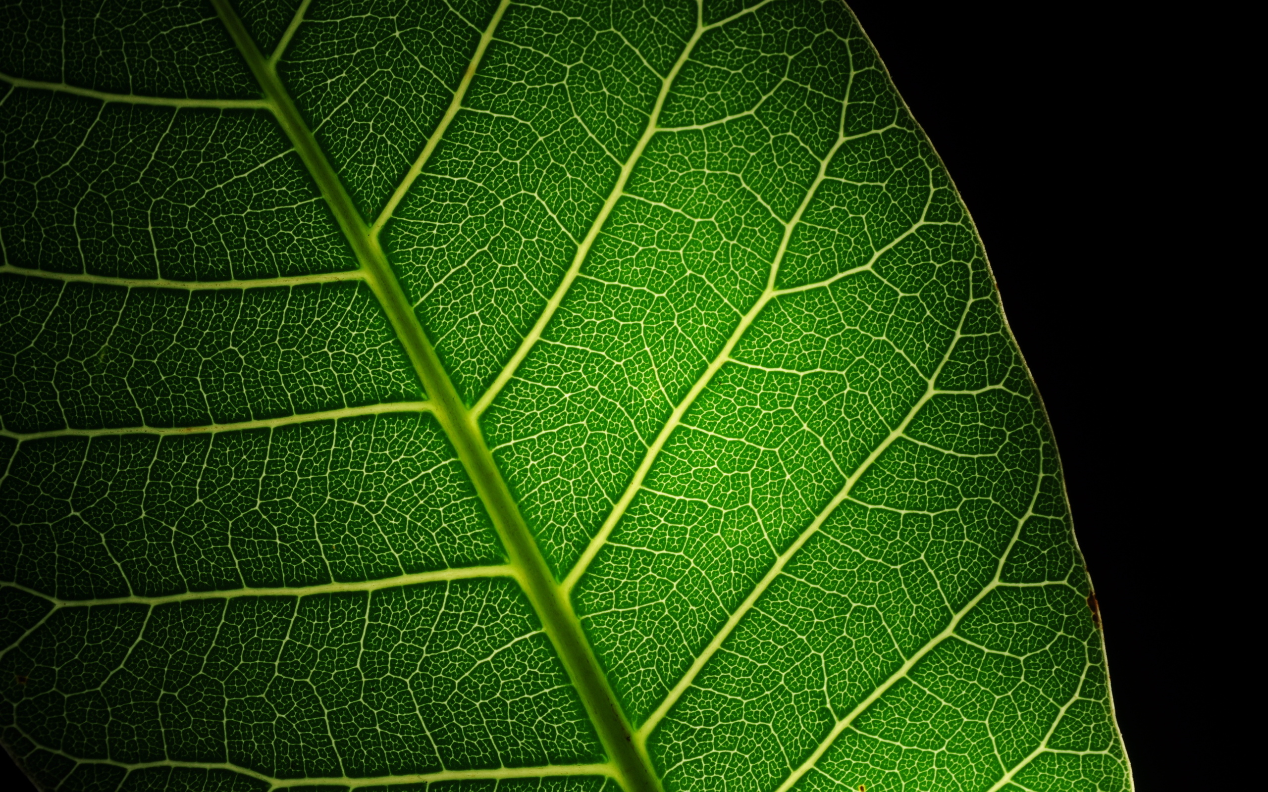free, leaf, stock