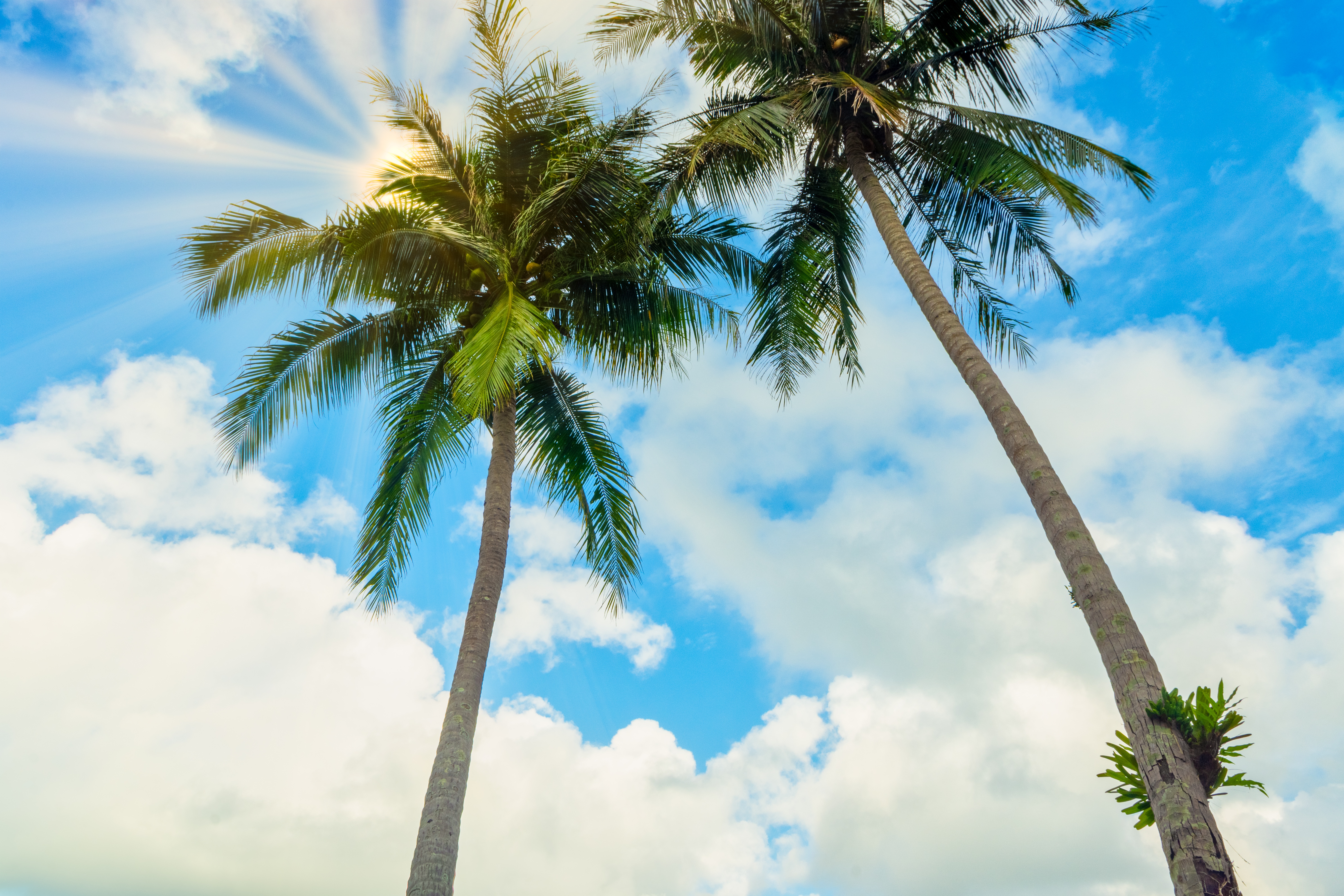 What Did The Hurricane Say To The Coconut Palm Tree