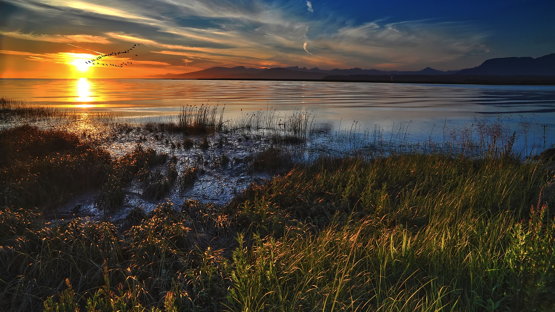 муха, уткат, секс