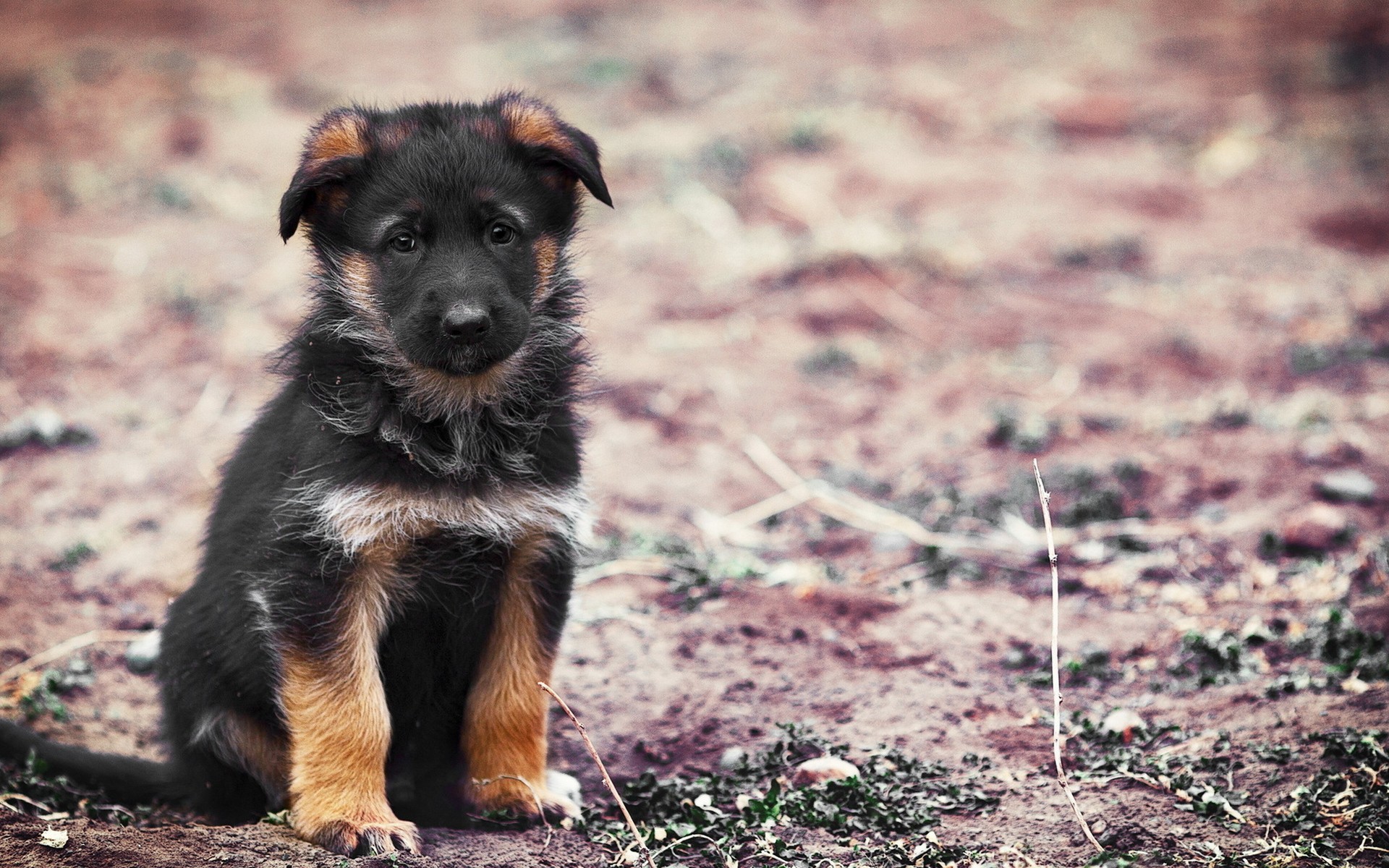 щенок, маленький, черный