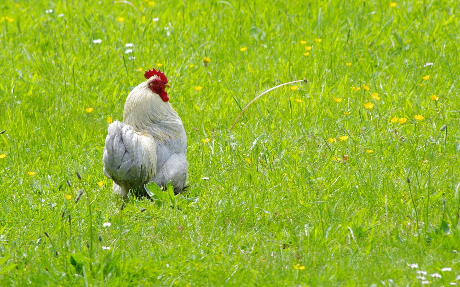 funart, курица