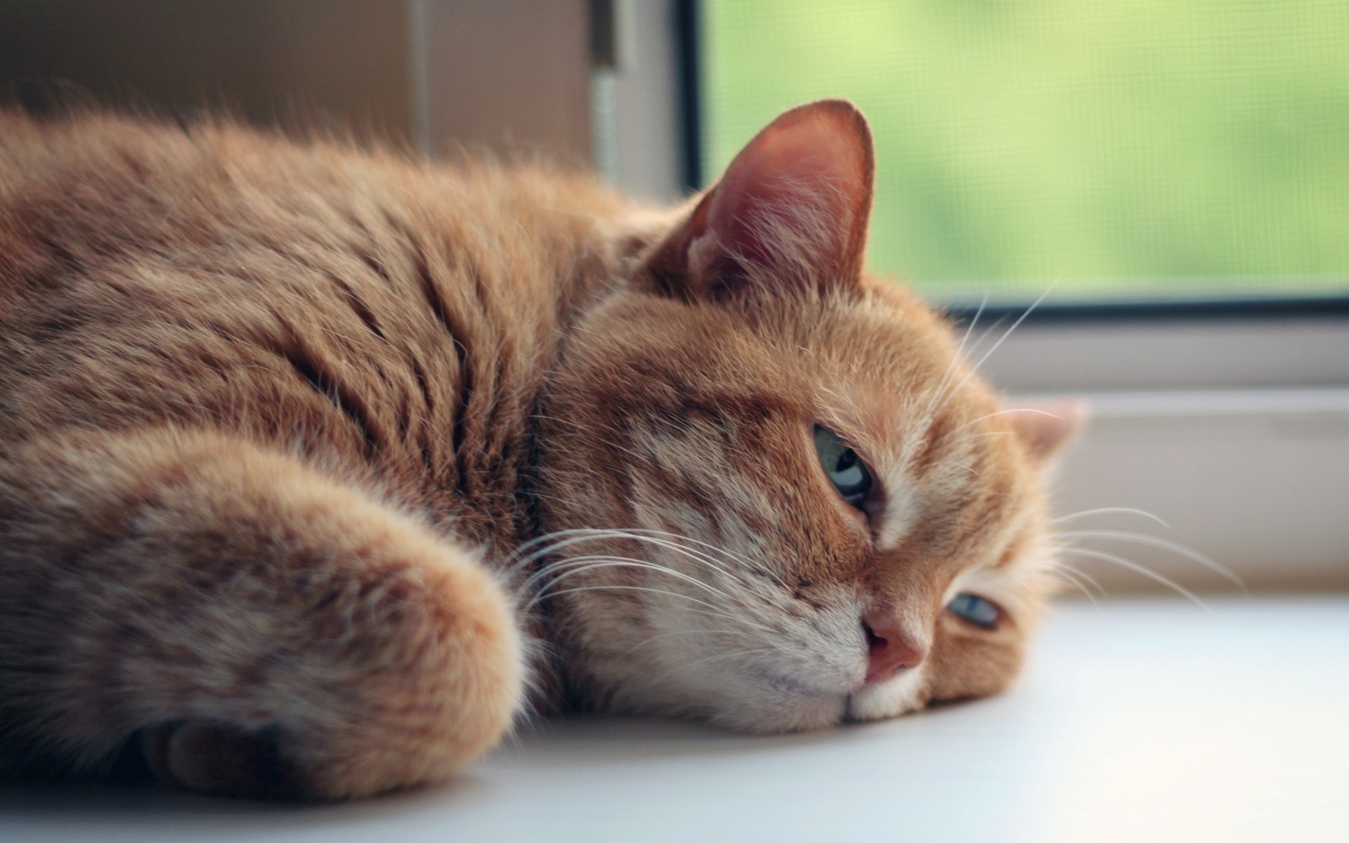 кот, аиф