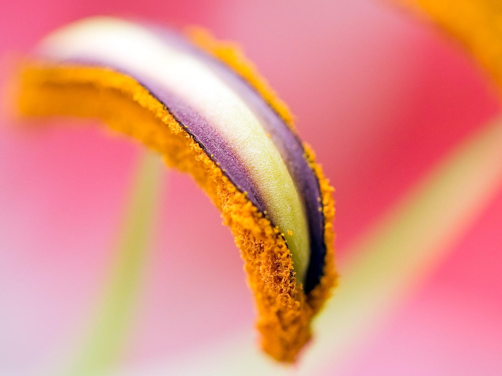 цветы, макро, color