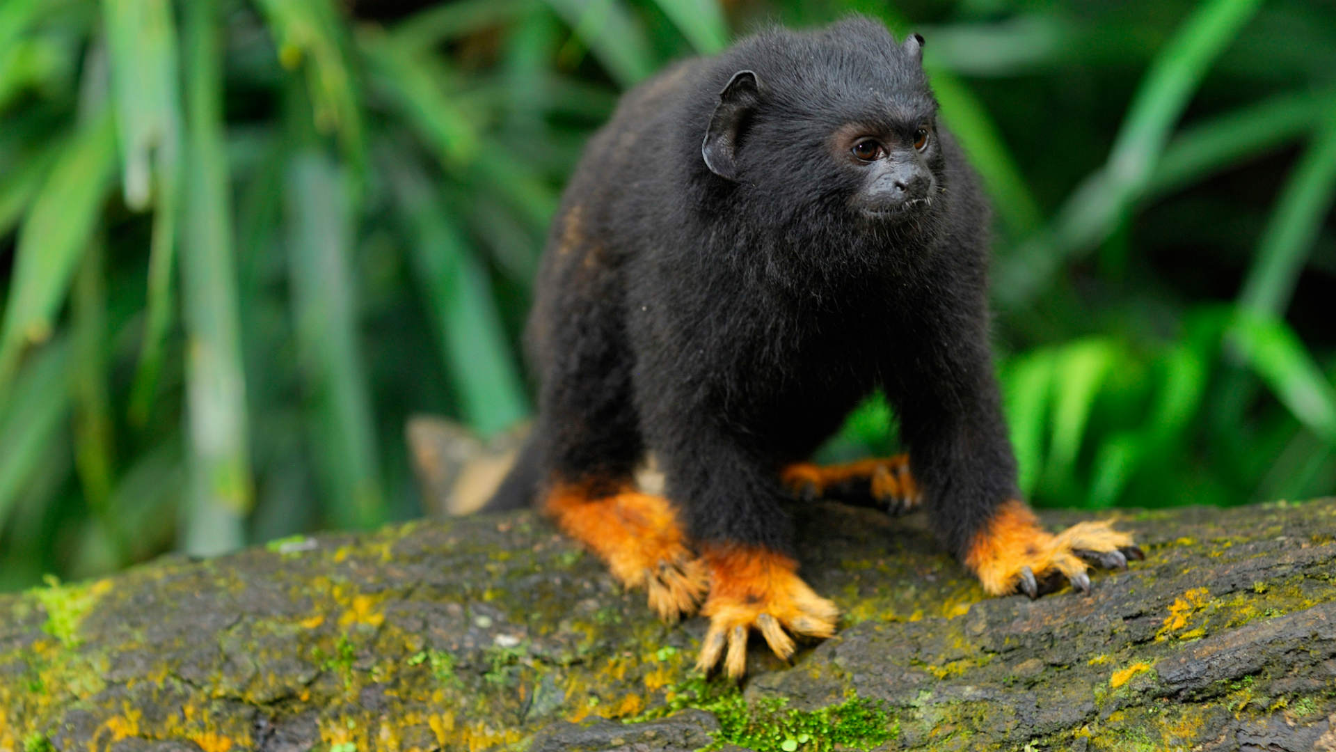 midas, saguinus,sagui