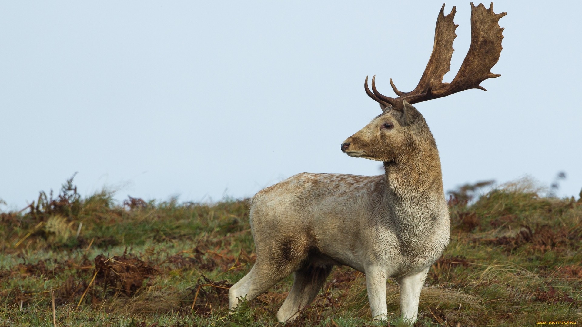 caribou, grind
