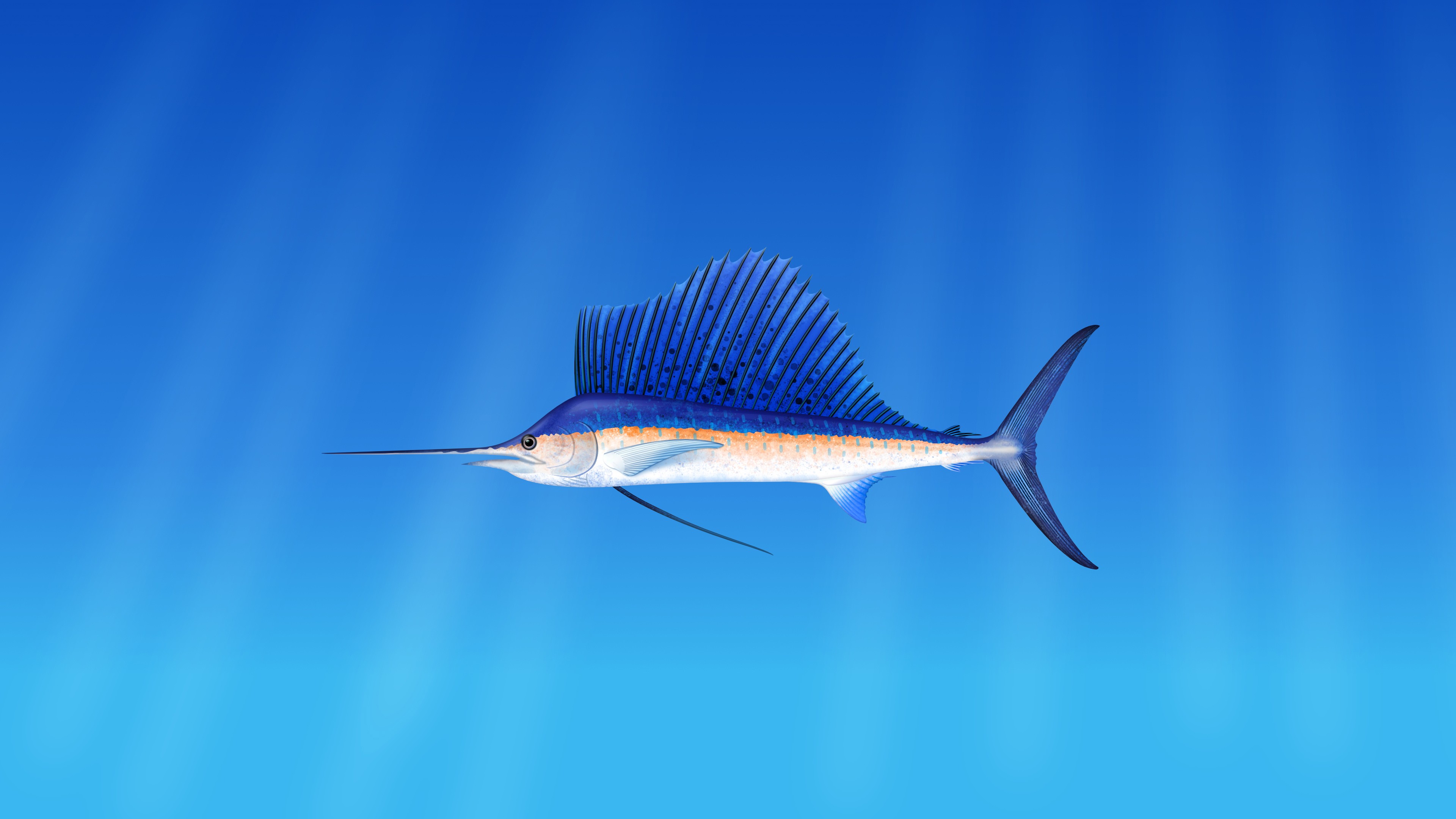 fish, marlina, blue
