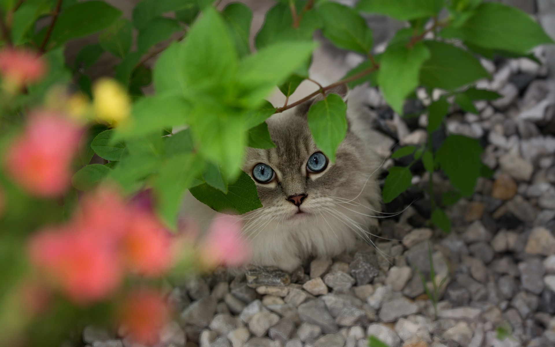 семейный, короткий