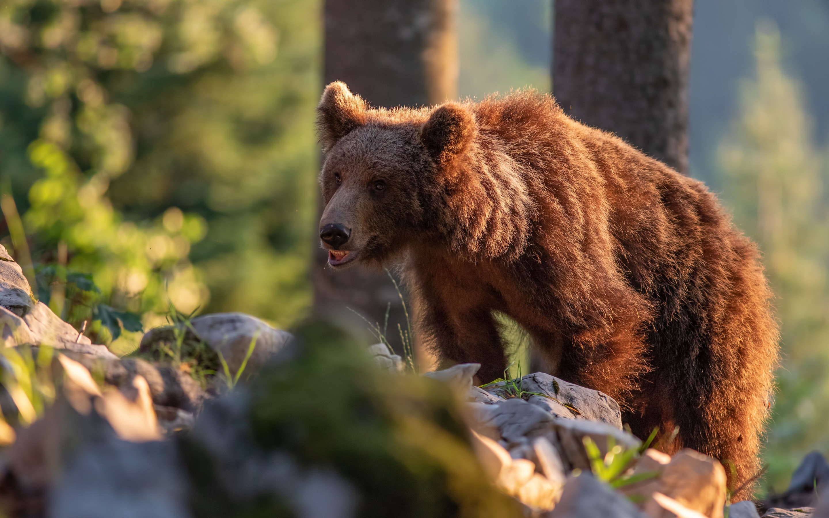 медведь, тапетум
