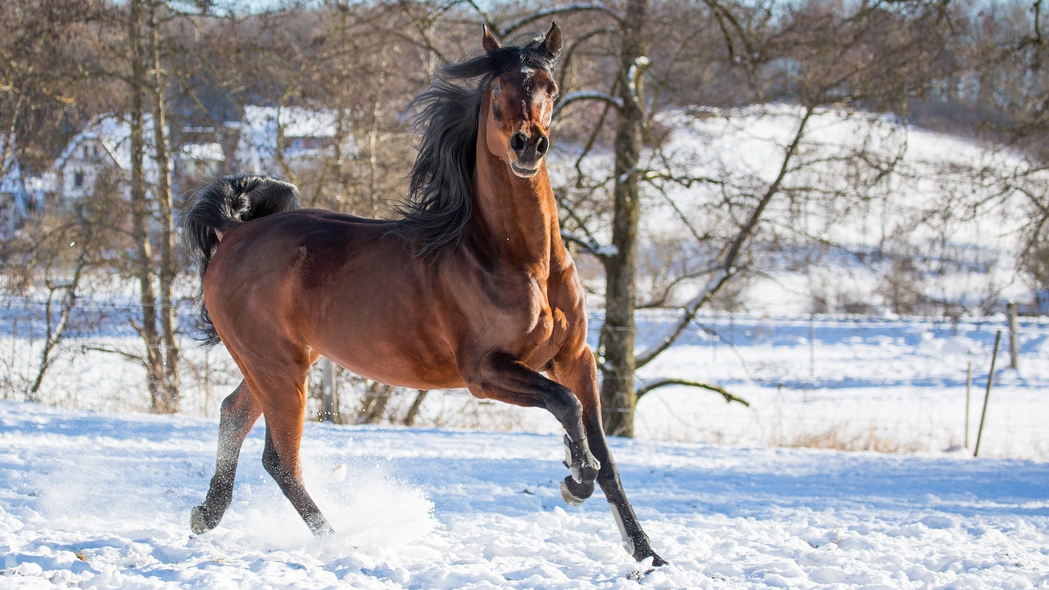 коллекция, лошадь