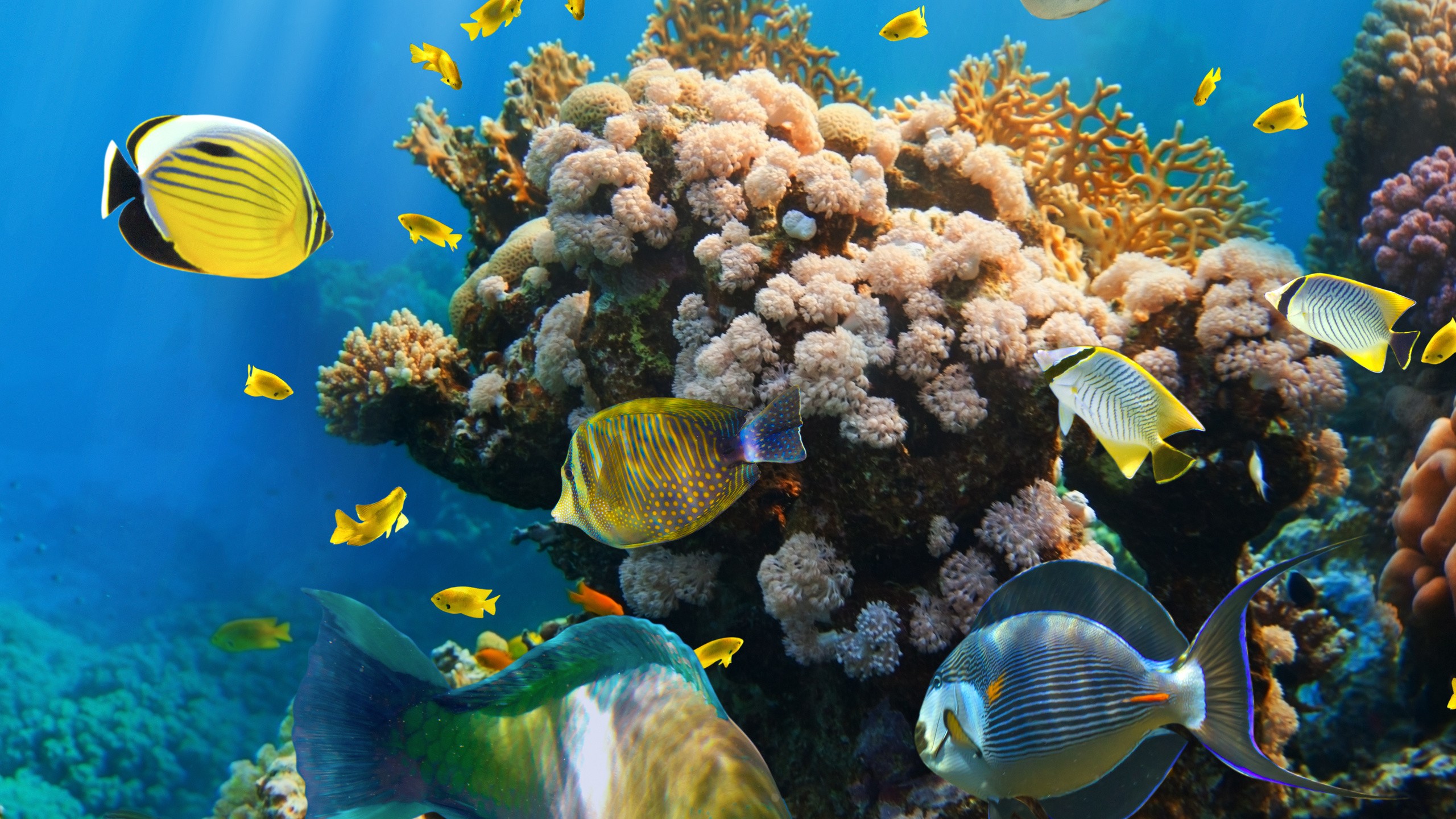 underwater, миро, fish