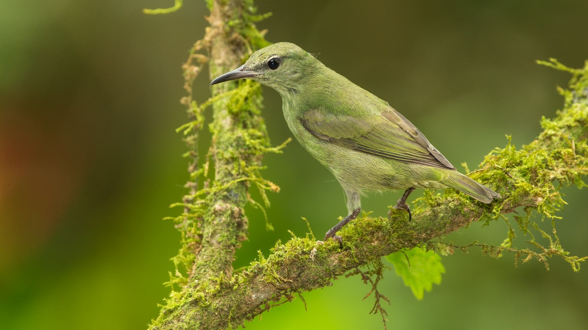 птица, зелёный, подмосковье