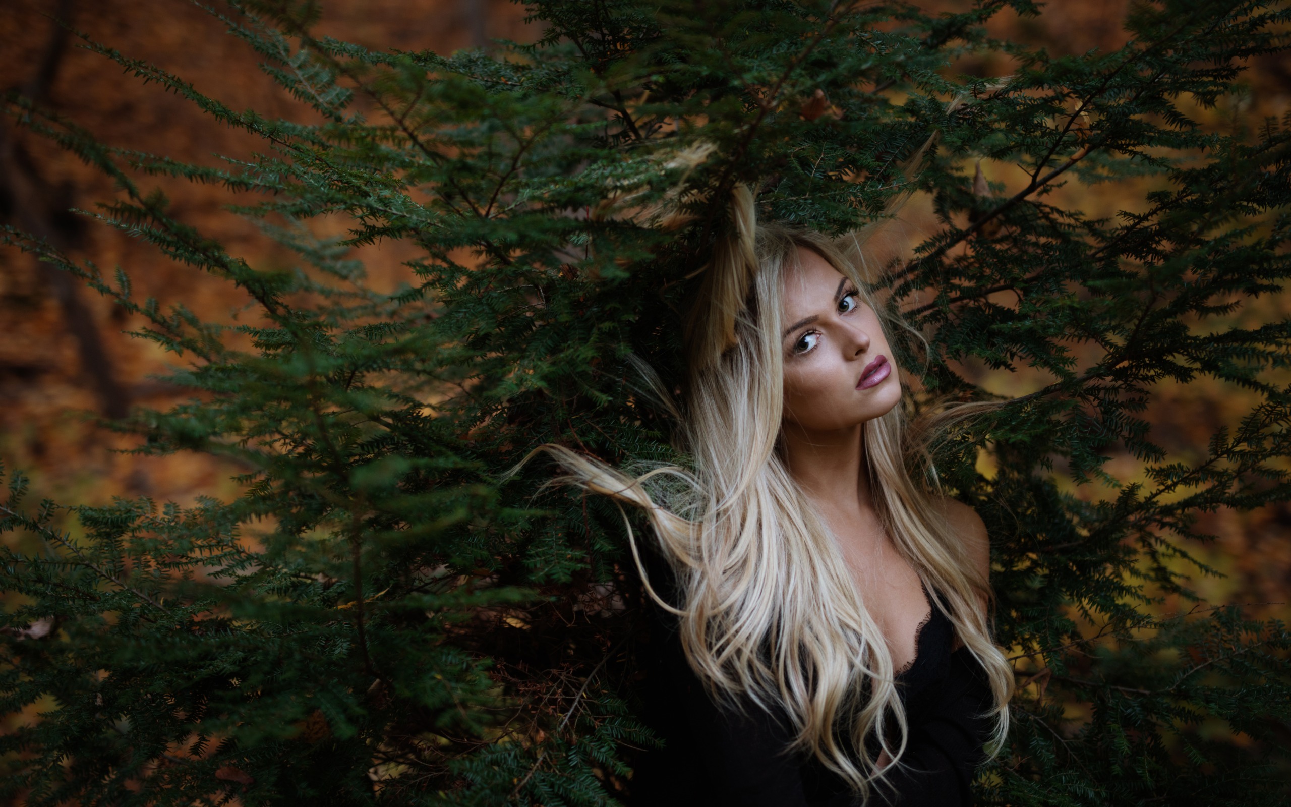 сэмплифицированный, лягу