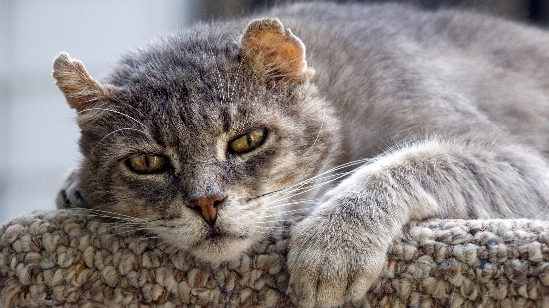 кошки, лет, кошек