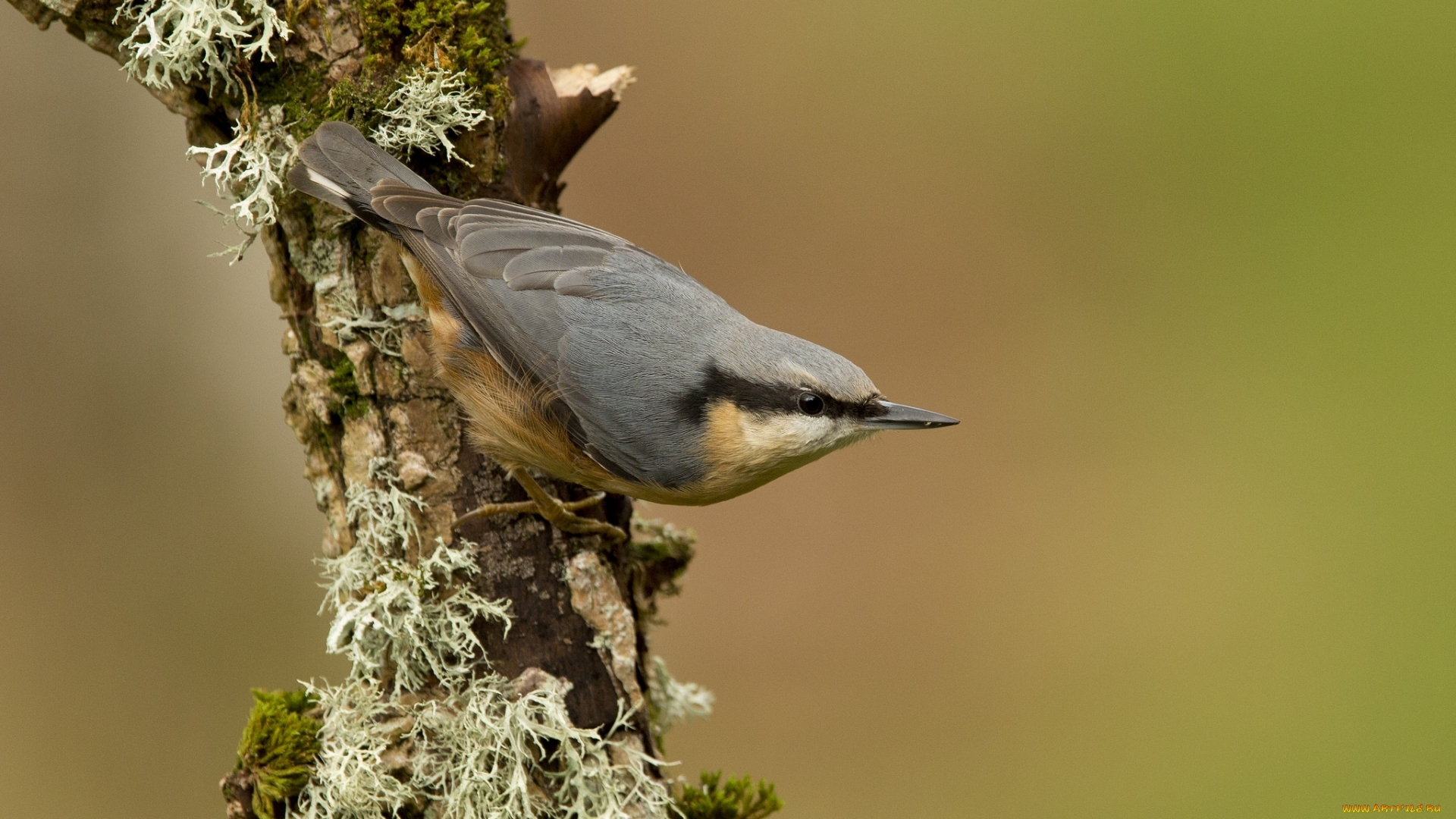 голубое, животное