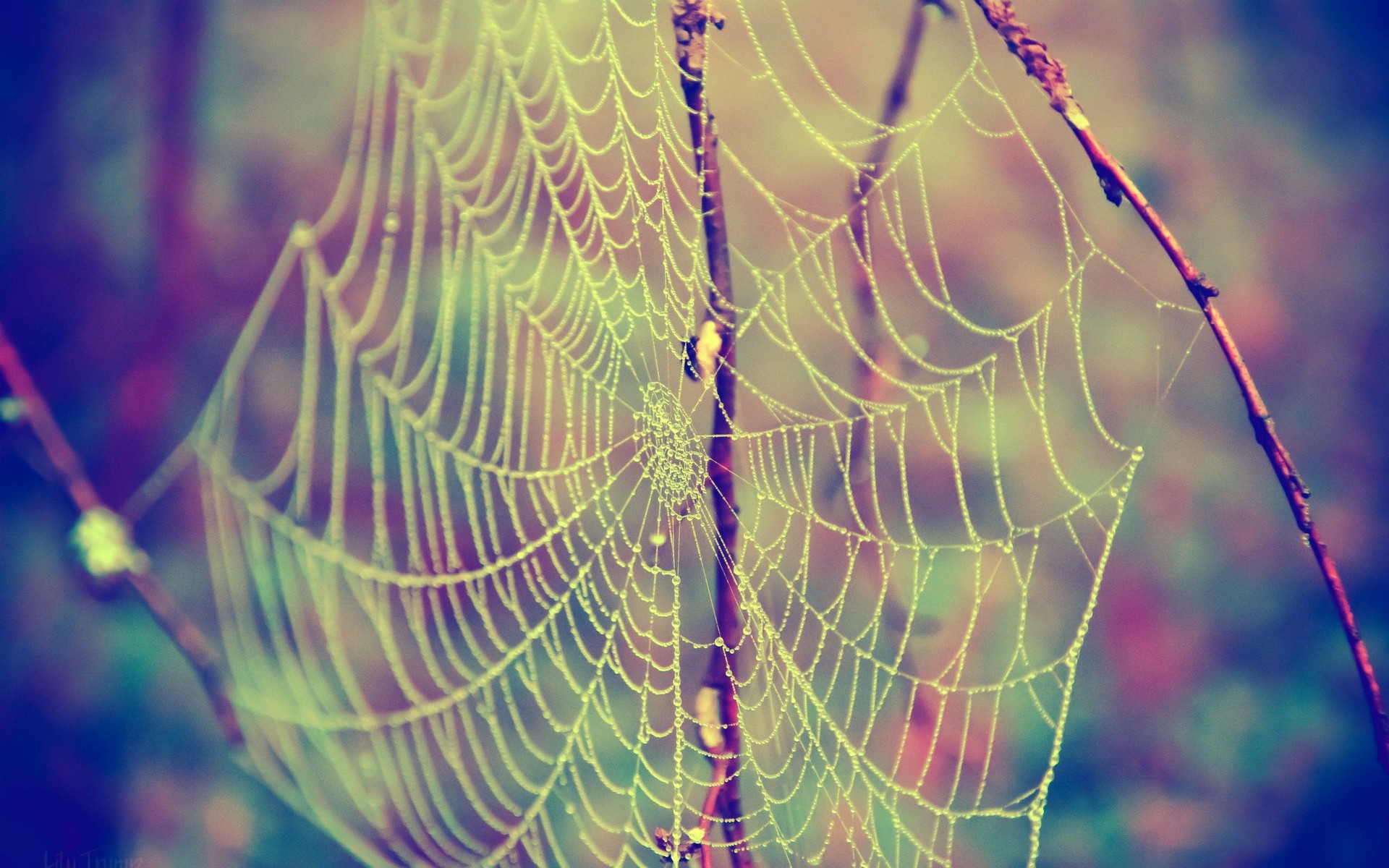 паук, web