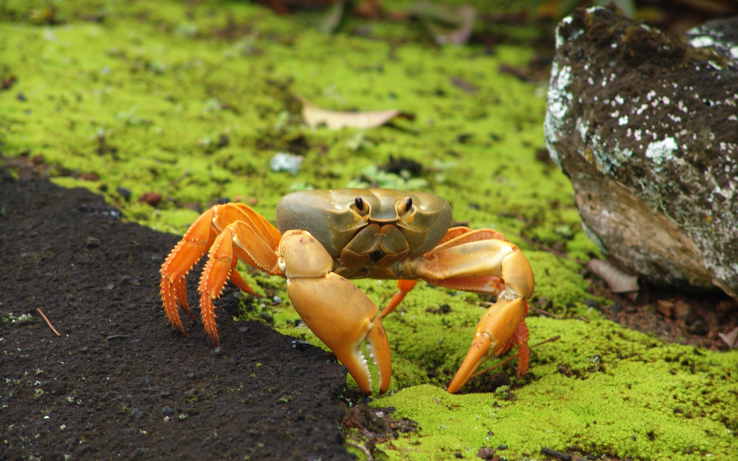 johngarthia, land, lagostoma