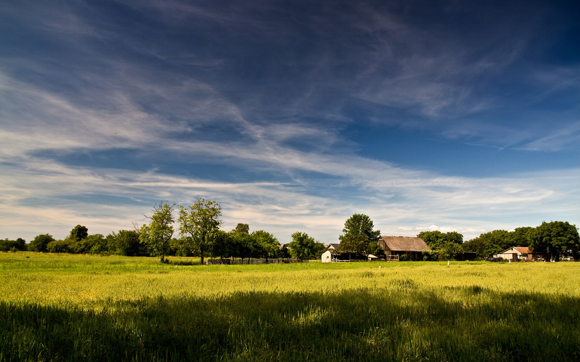 живо, снежный