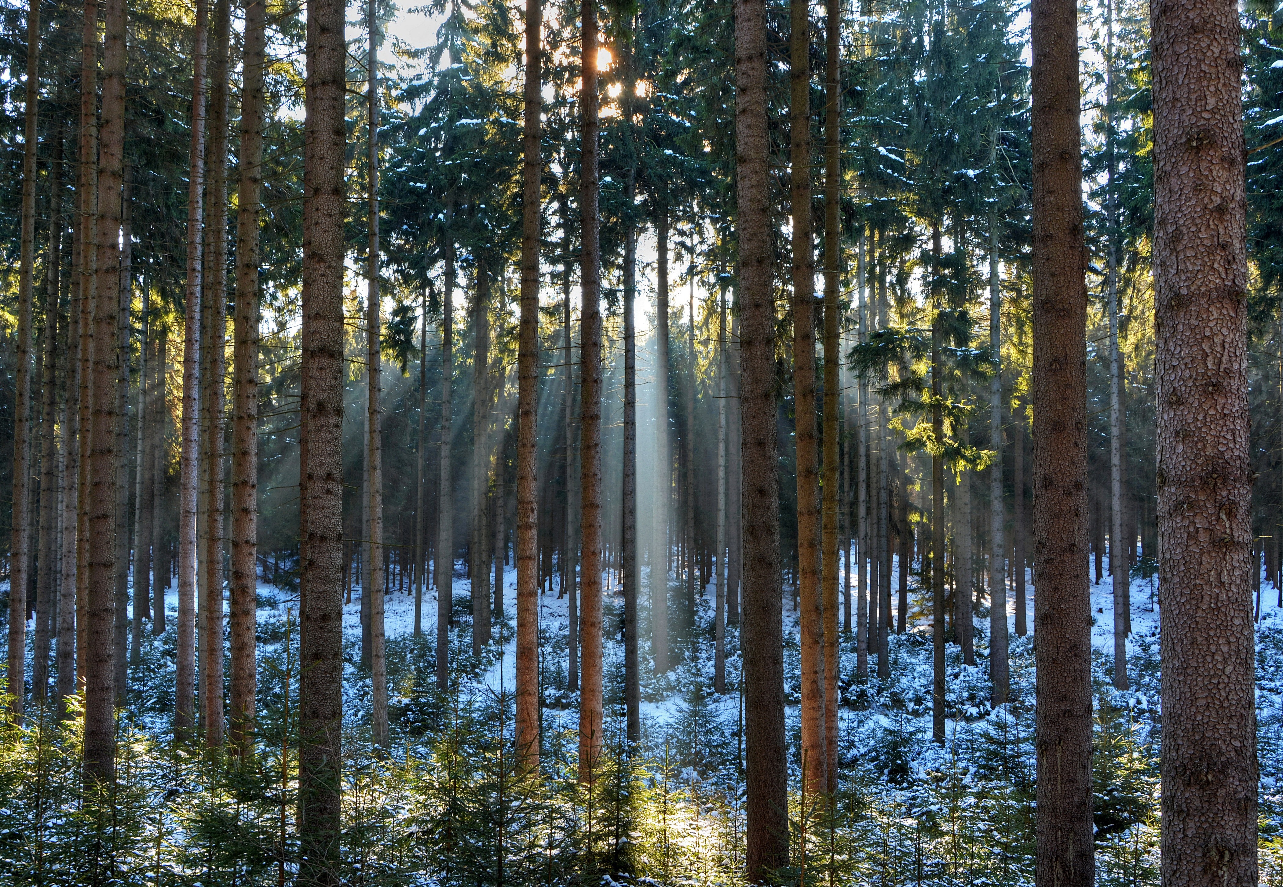 дом, участник